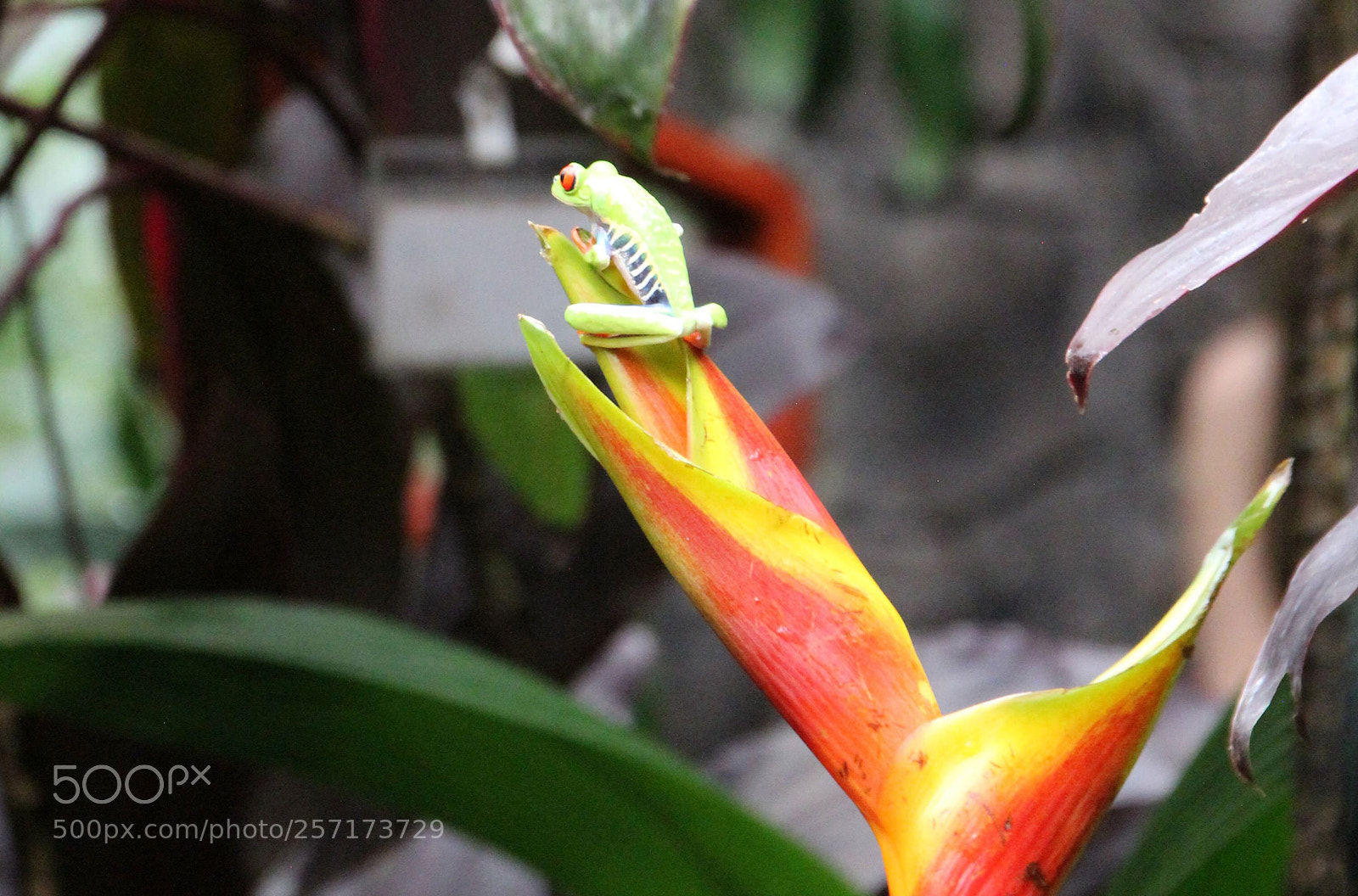 Canon EOS 600D (Rebel EOS T3i / EOS Kiss X5) sample photo. Little frog photography