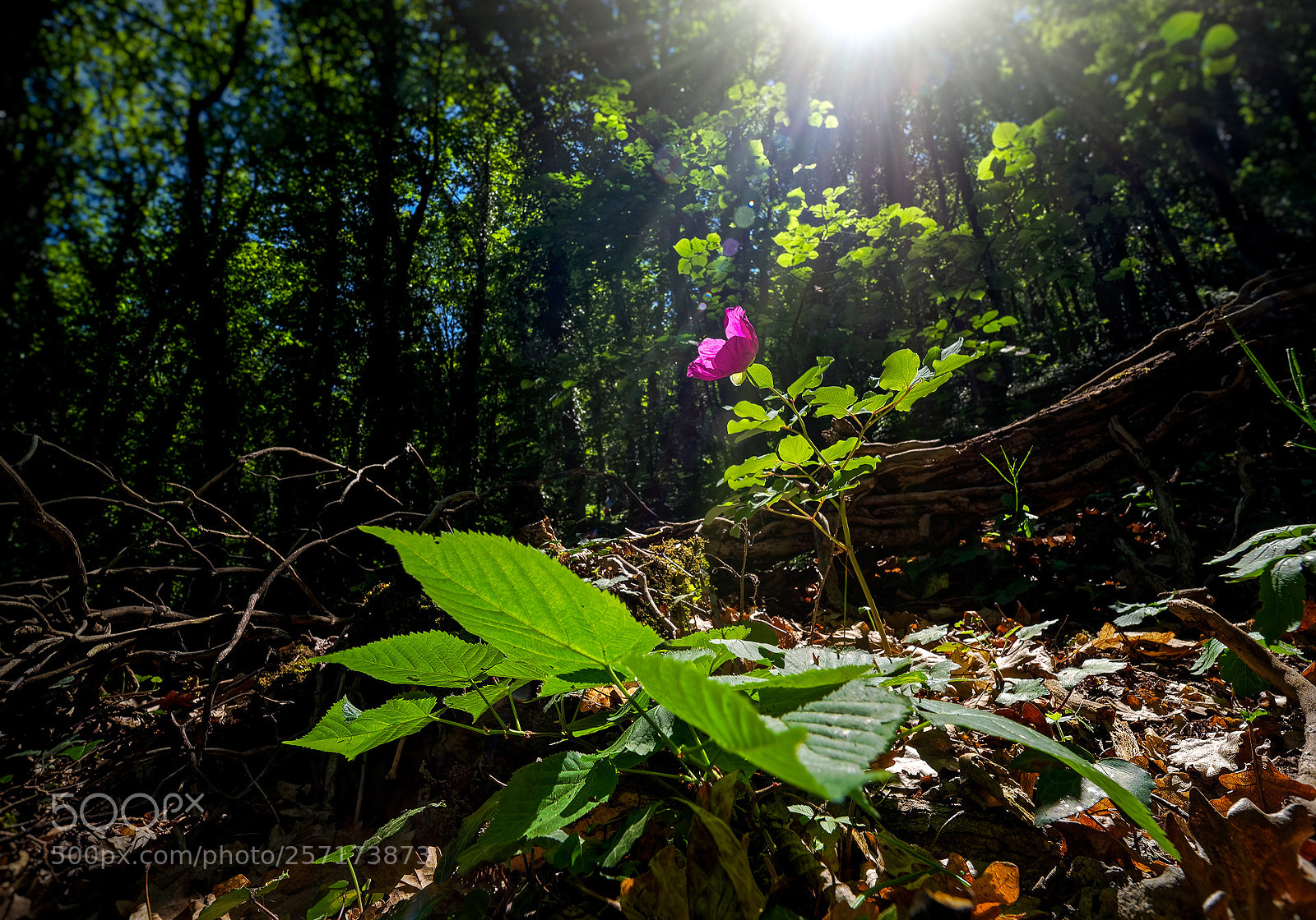 Pentax K-1 sample photo. Wild peonies of mangup-kale (5) photography