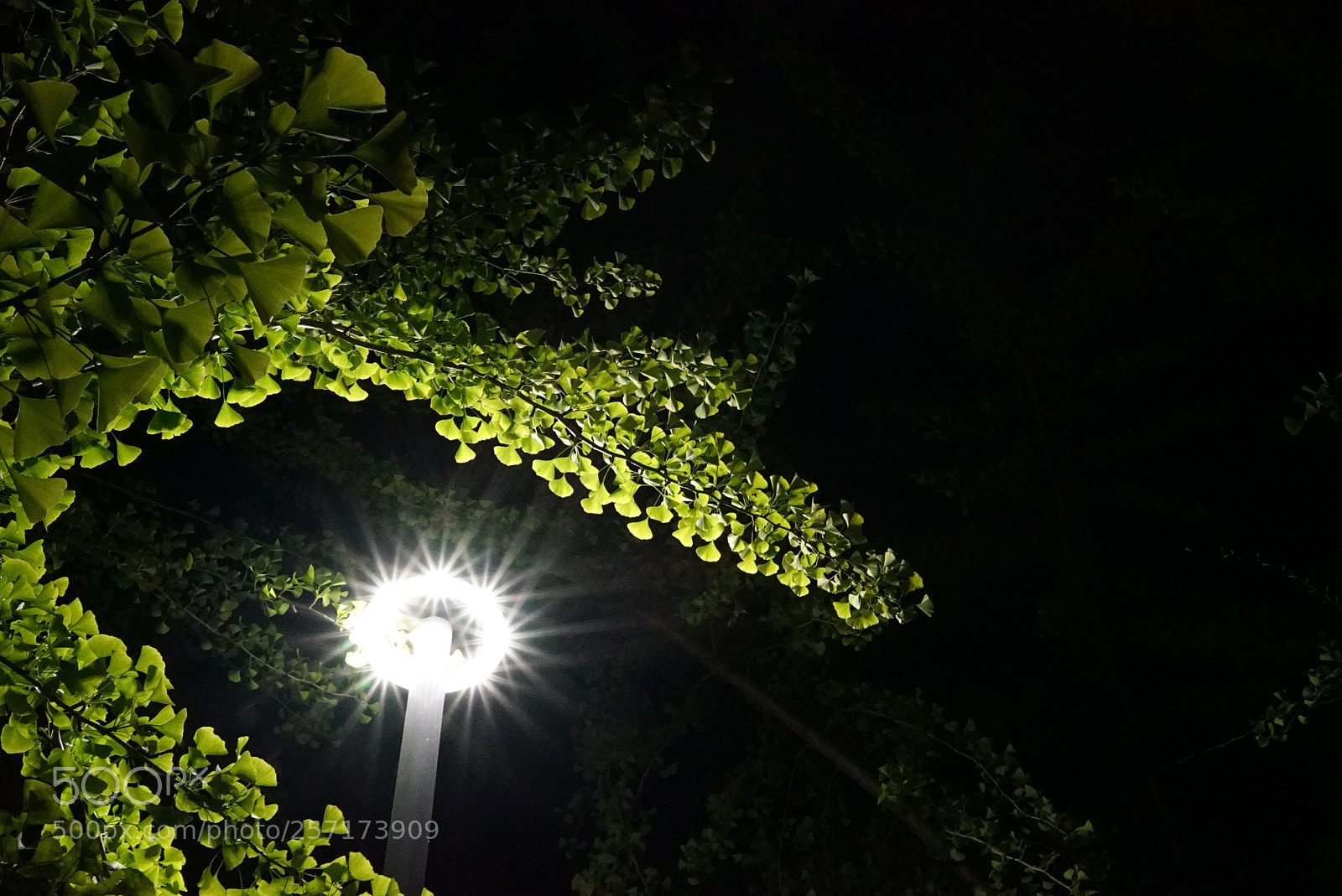 Sony a7S sample photo. Untitled photography