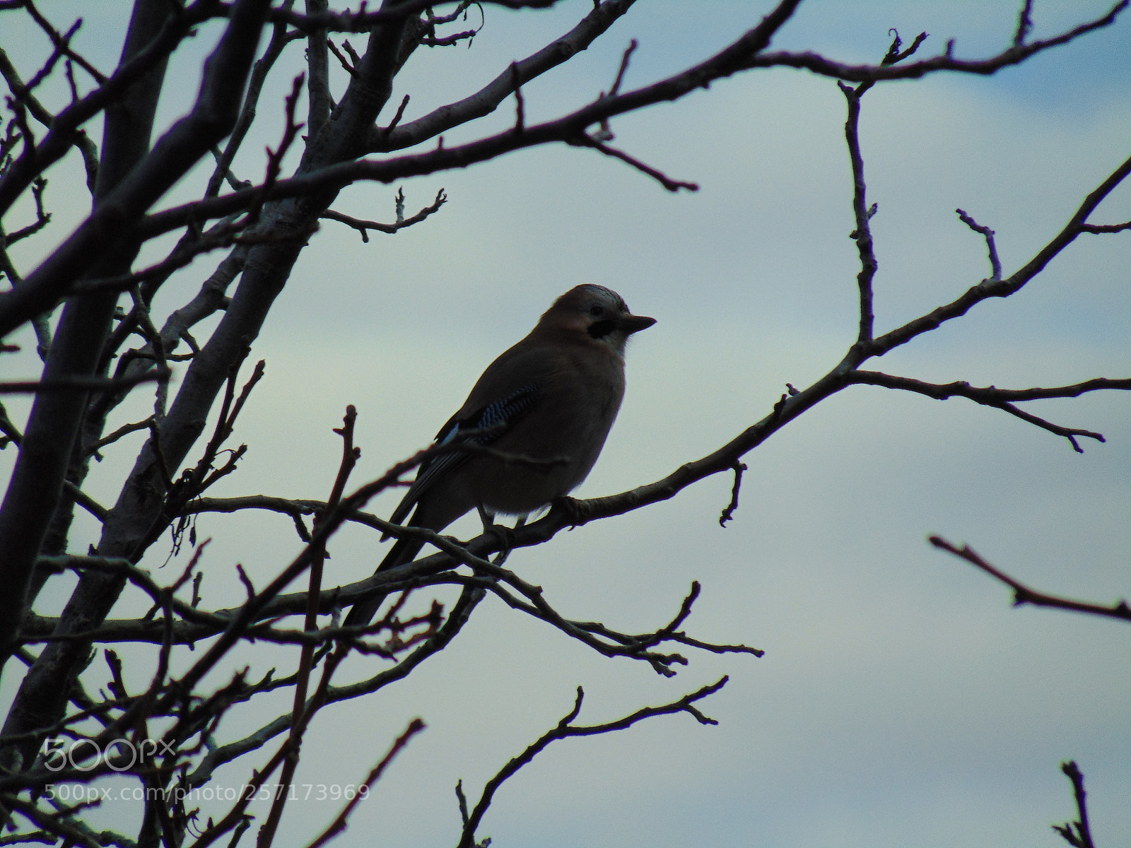 Sony Cyber-shot DSC-H300 sample photo. Bird photography