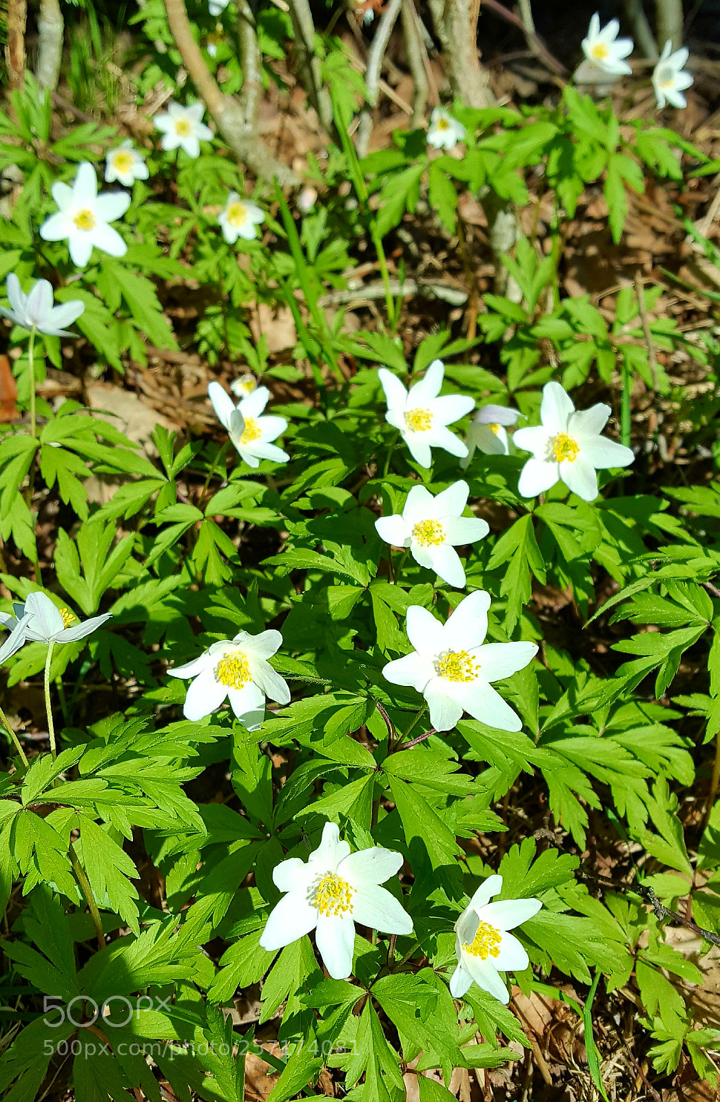 Samsung GALAXY S6 edge sample photo. Valkovuokkoja photography