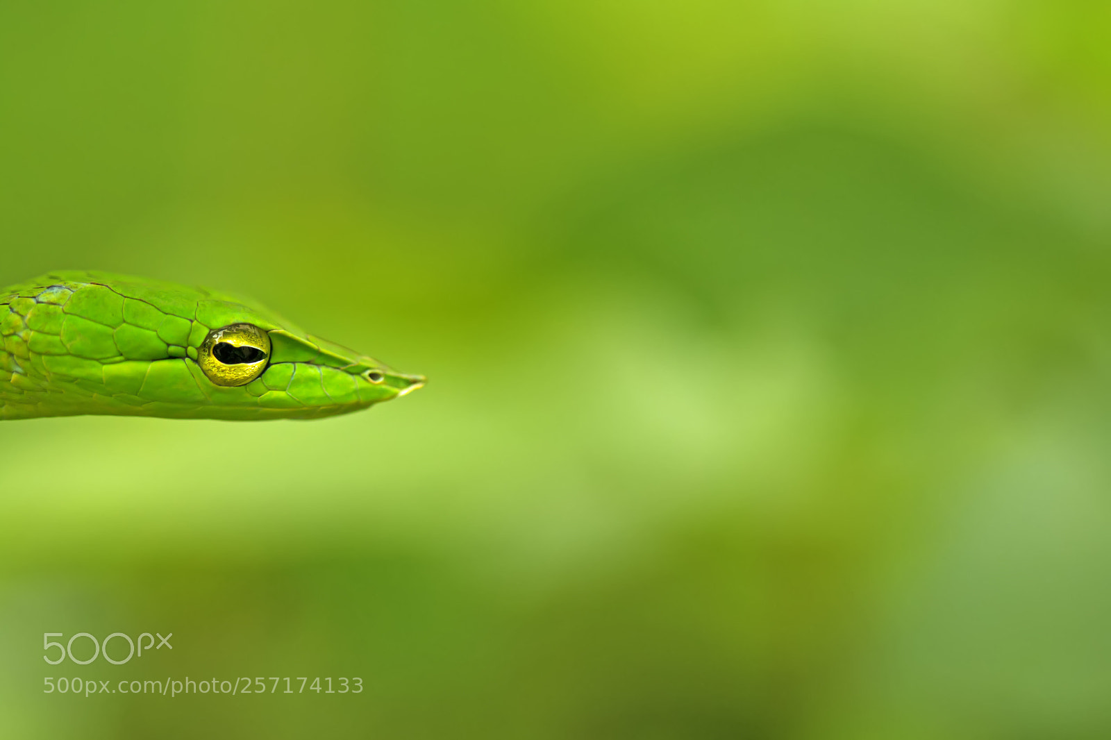 Canon EOS 70D sample photo. The green vine photography