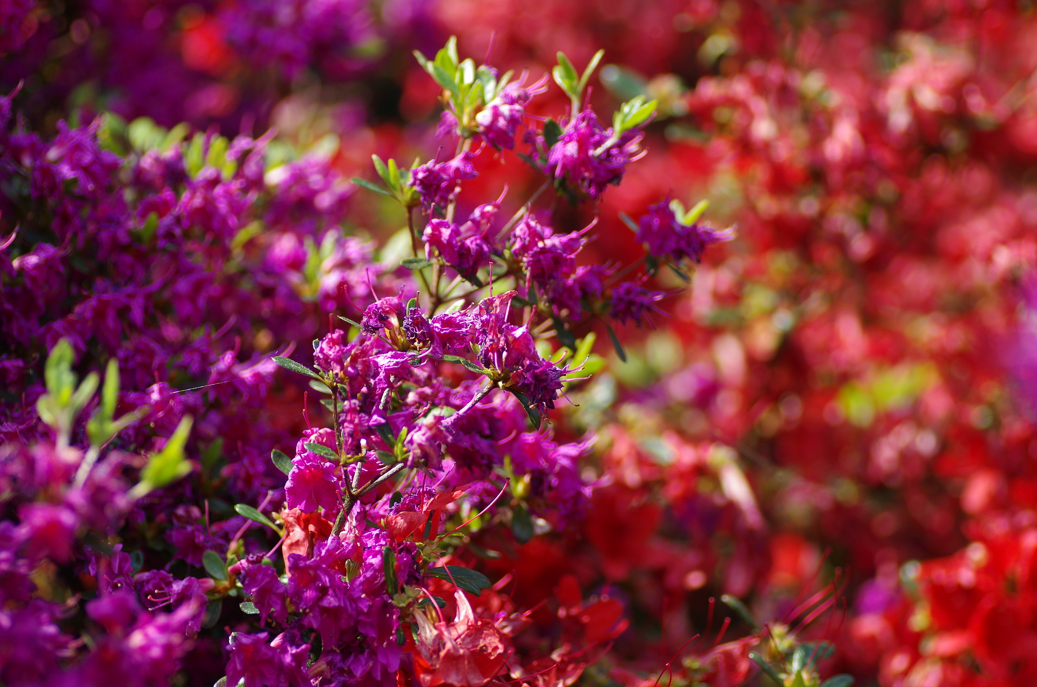 Pentax K-30 + Tamron SP AF 90mm F2.8 Di Macro sample photo. Azalea 2 photography