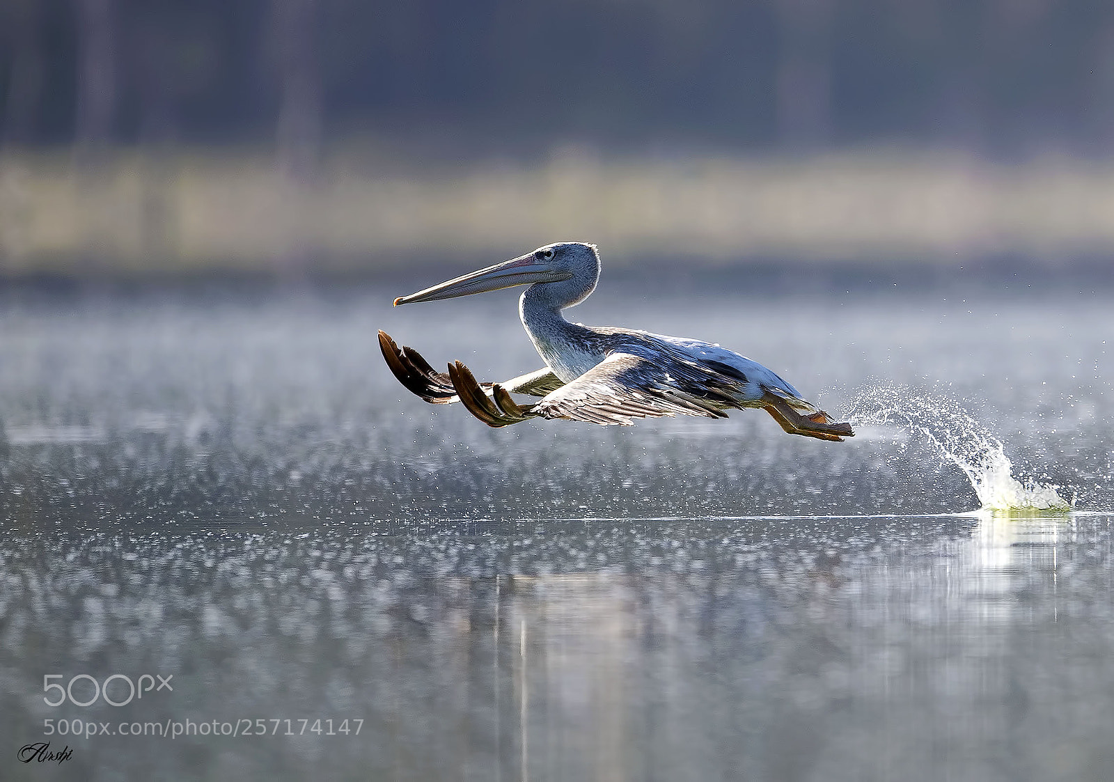 Nikon D5 sample photo. Pelican..... photography
