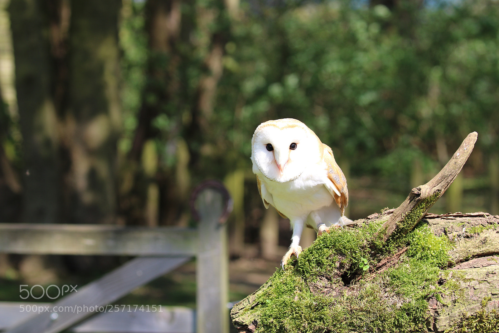 Canon EOS 7D Mark II sample photo. Barn owl photography