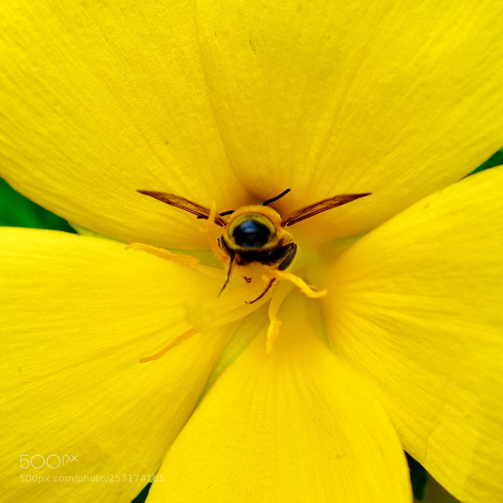 Fujifilm X-H1 sample photo. Yellow photography