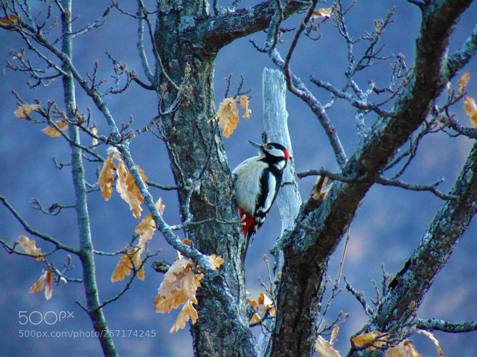 Sony Cyber-shot DSC-H300 sample photo. Bird photography