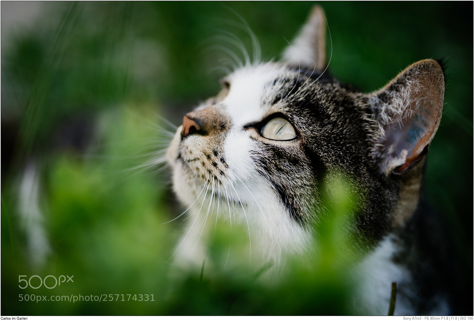 Sony a7 III sample photo. Carlos im garten photography
