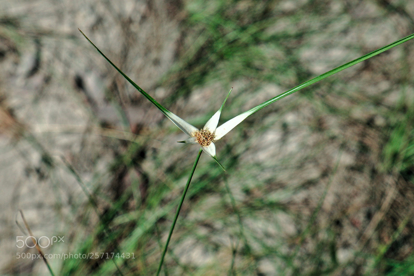 Fujifilm X-T10 sample photo. Flowers photography