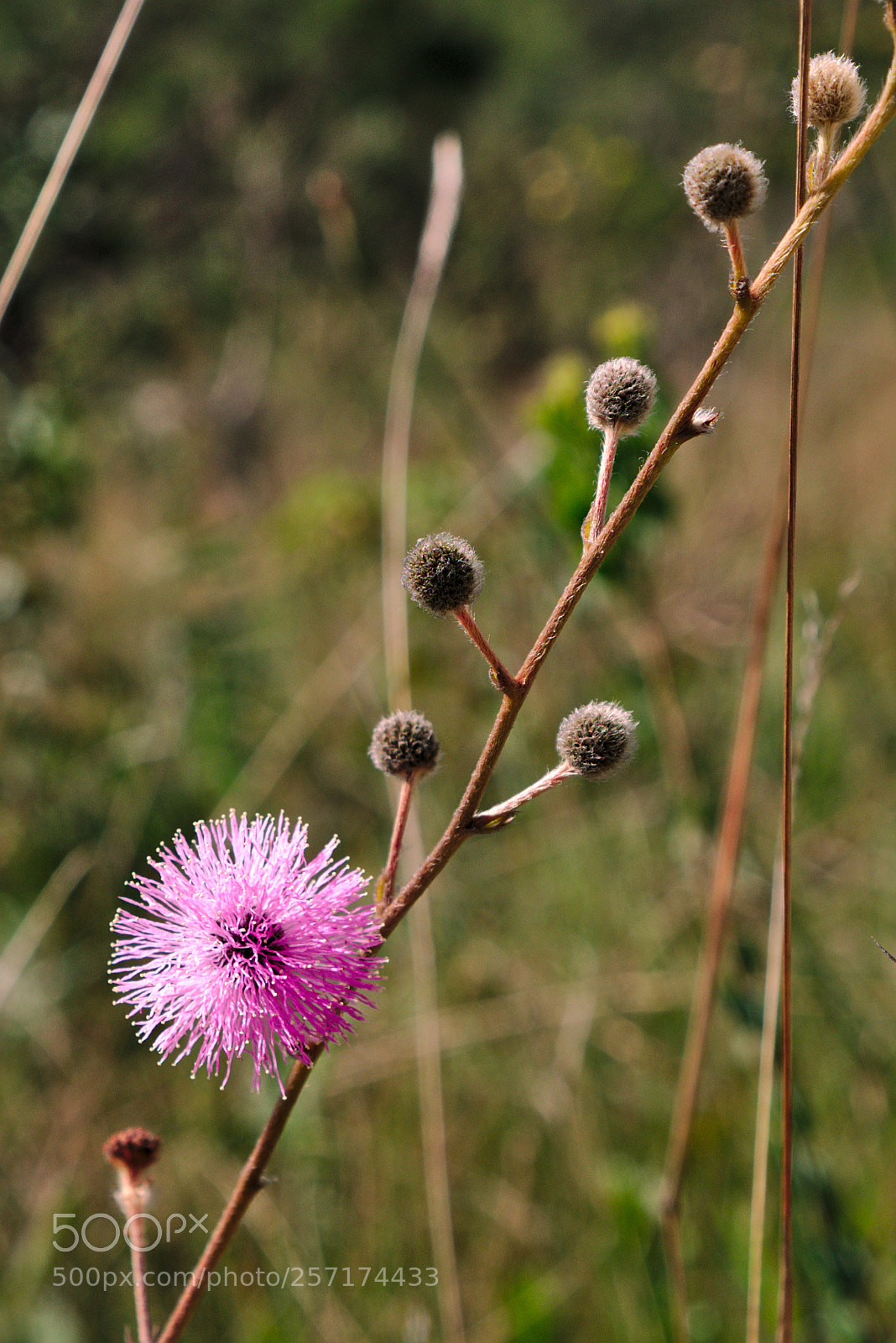 Fujifilm X-T10 sample photo. Flowers photography