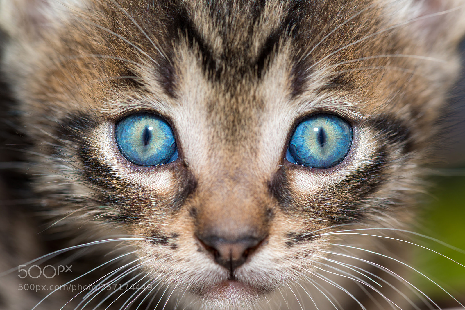 Nikon D800 sample photo. Cute cat photography