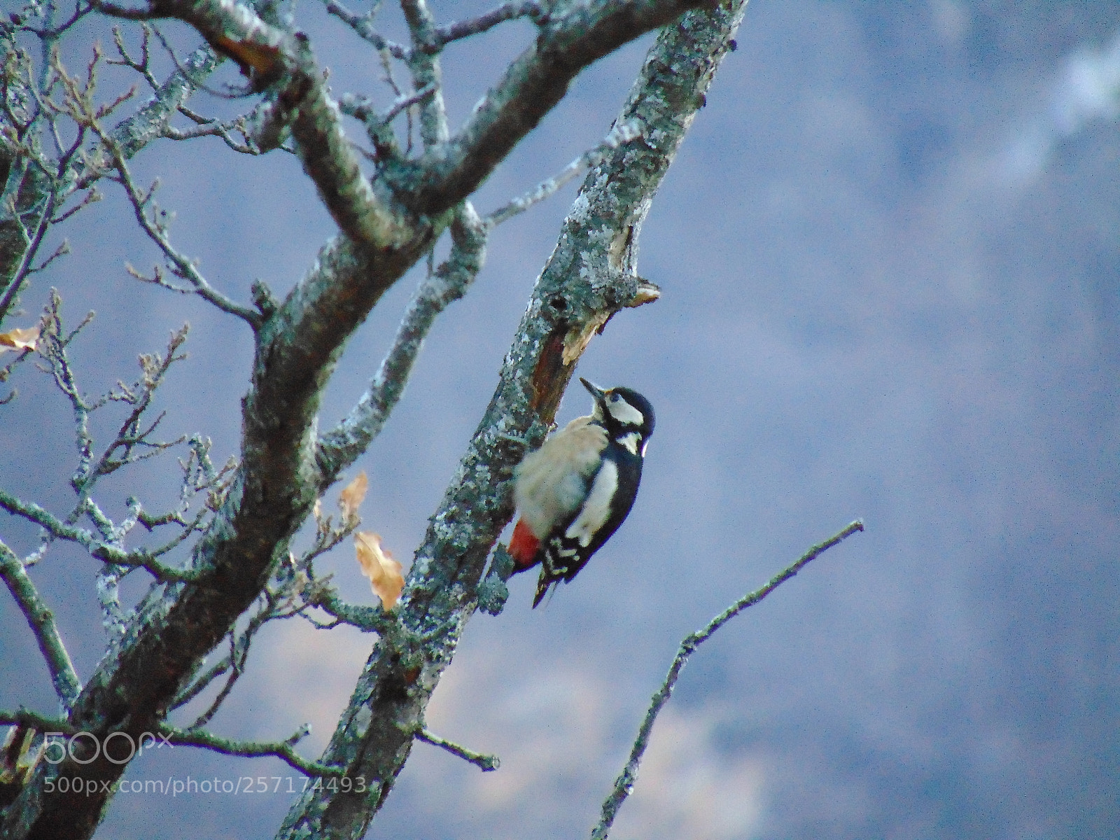 Sony Cyber-shot DSC-H300 sample photo. Bird photography
