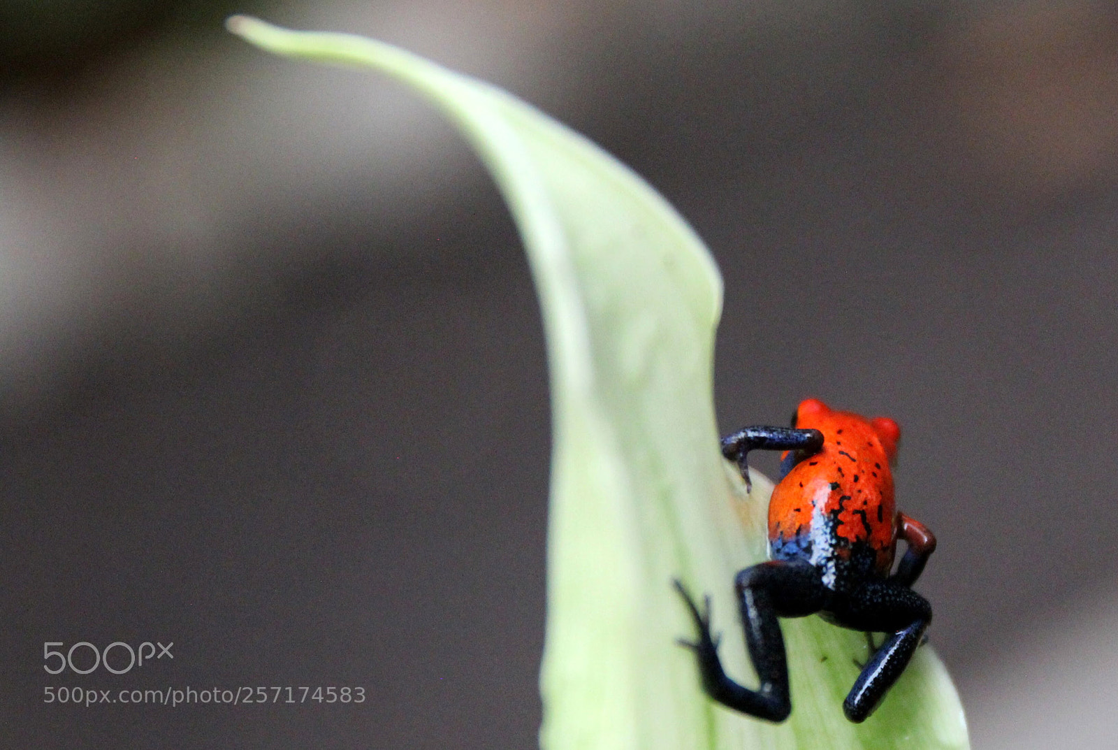 Canon EOS 600D (Rebel EOS T3i / EOS Kiss X5) sample photo. Red frog photography