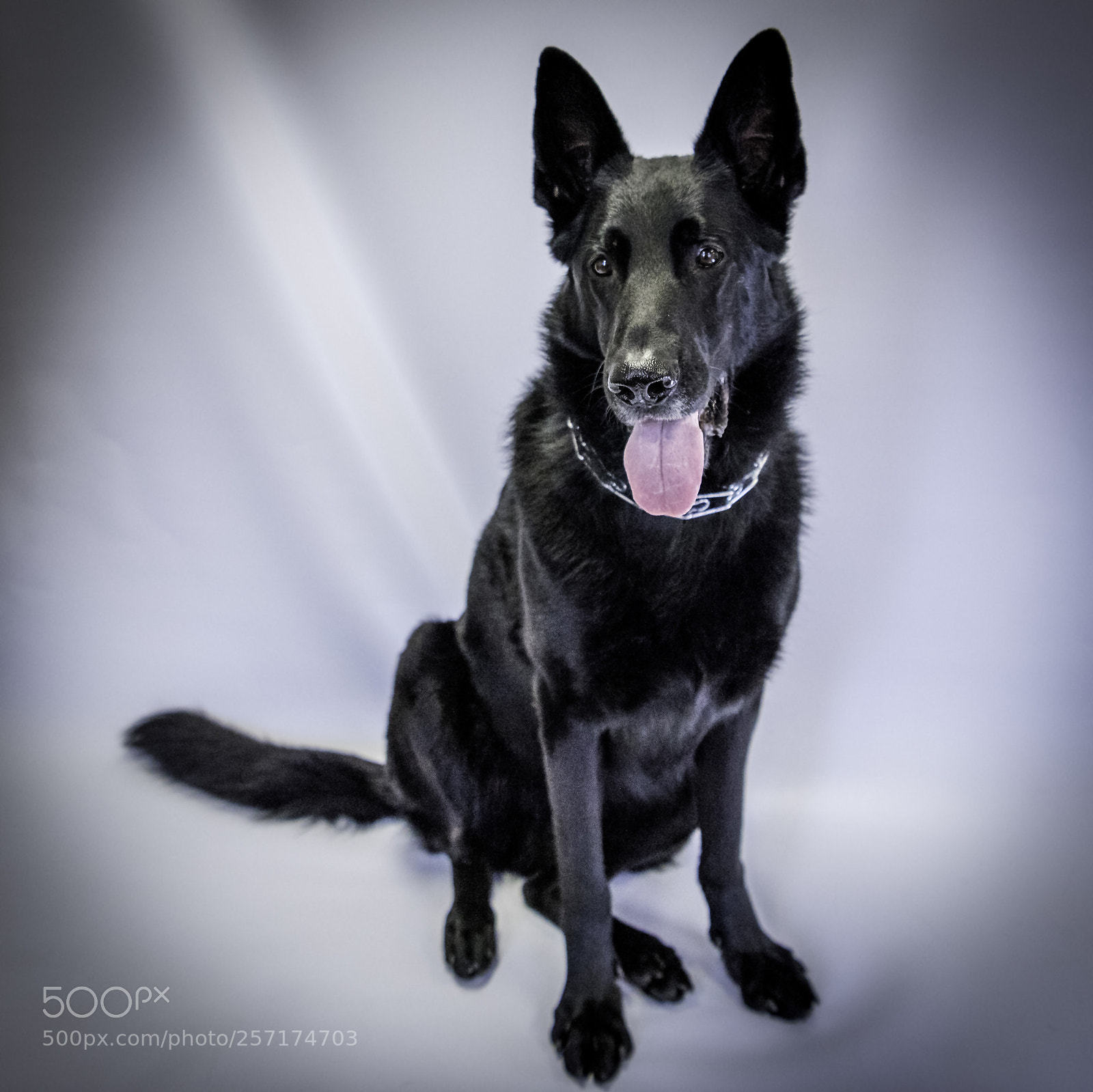 Nikon D810 sample photo. Eckfoto pet photography neely photography