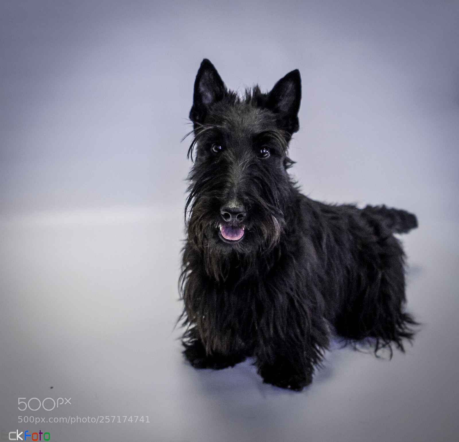 Nikon D810 sample photo. Eckfoto pet photography alfie photography