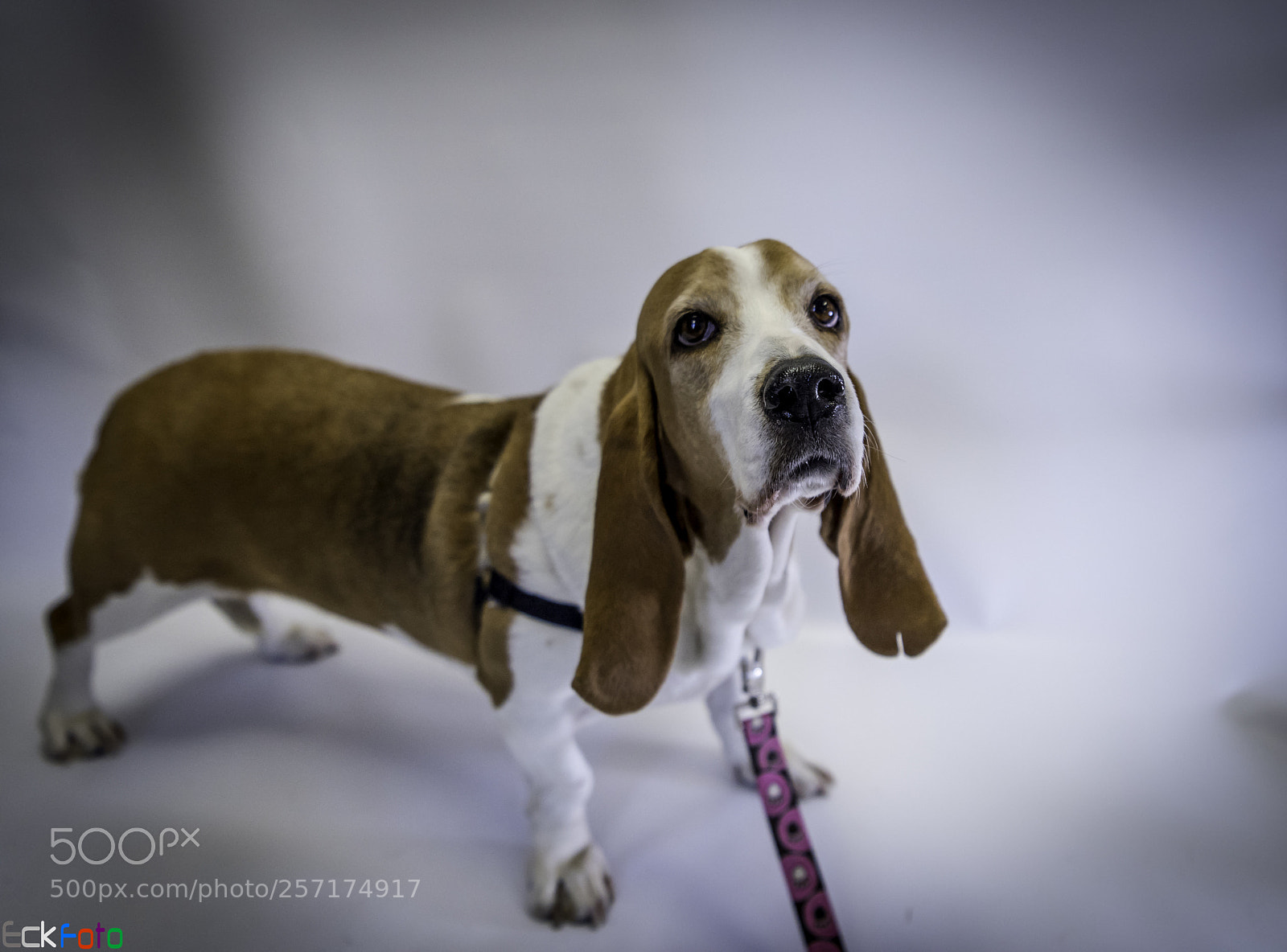 Nikon D810 sample photo. Eckfoto pet photography bella photography