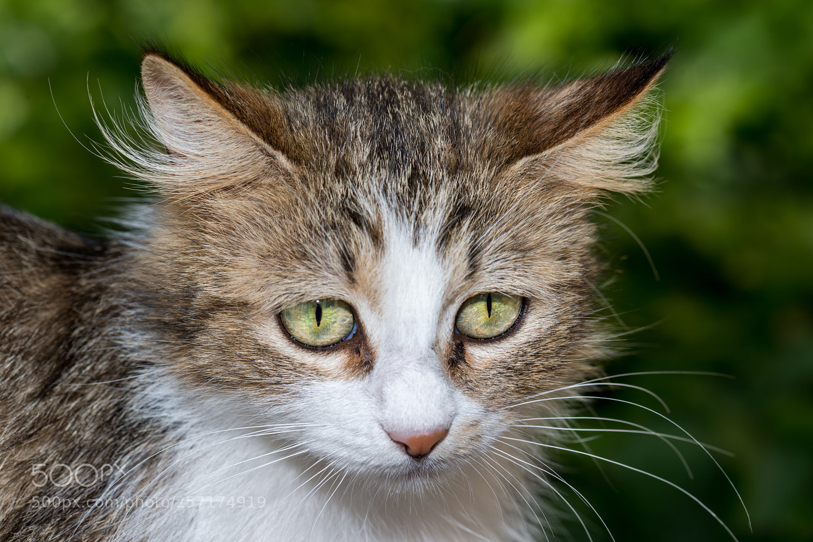 Nikon D800 sample photo. Cute cat photography