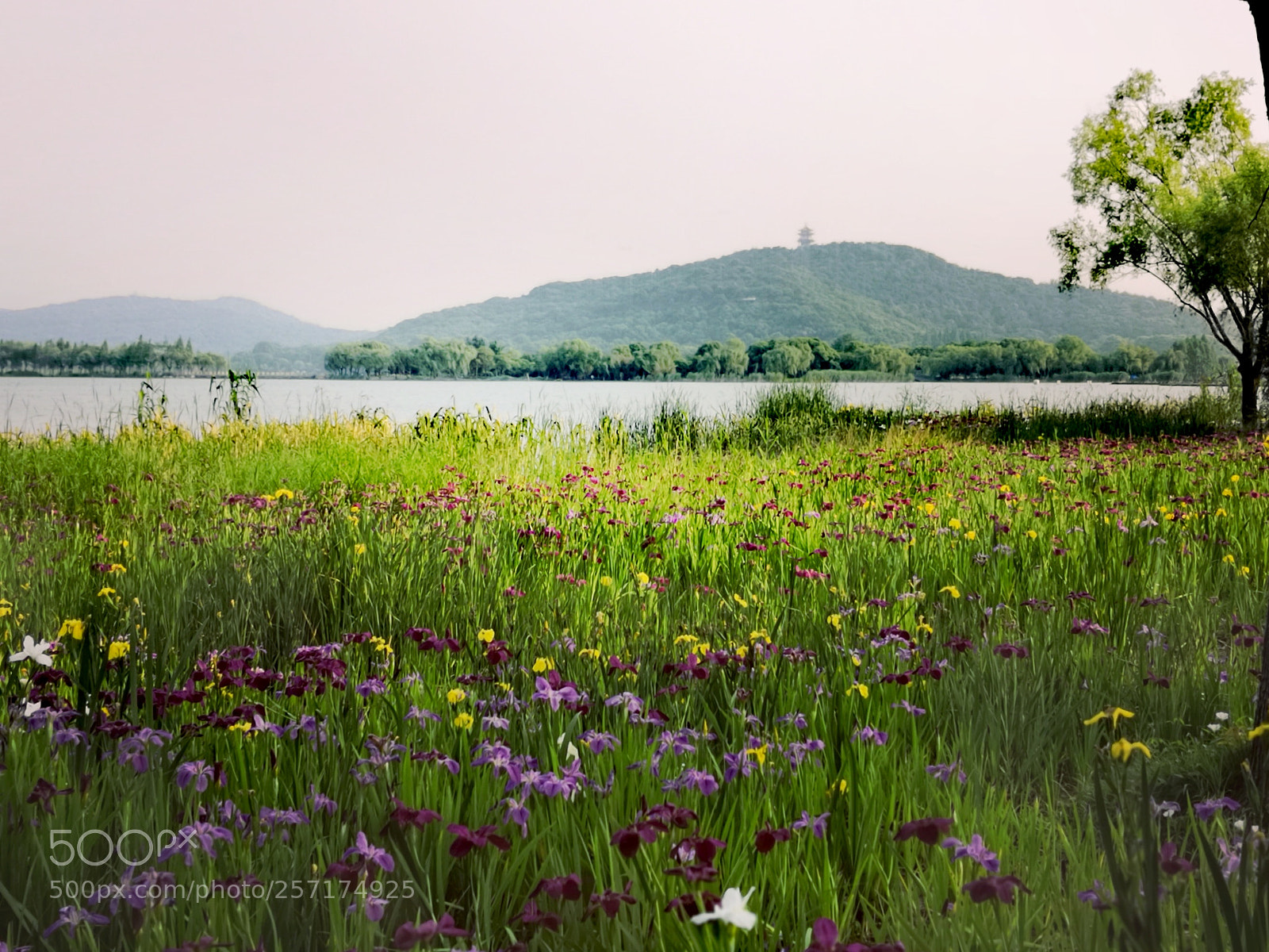 HUAWEI Honor 10 sample photo. Flowers at lakeside，10 photography
