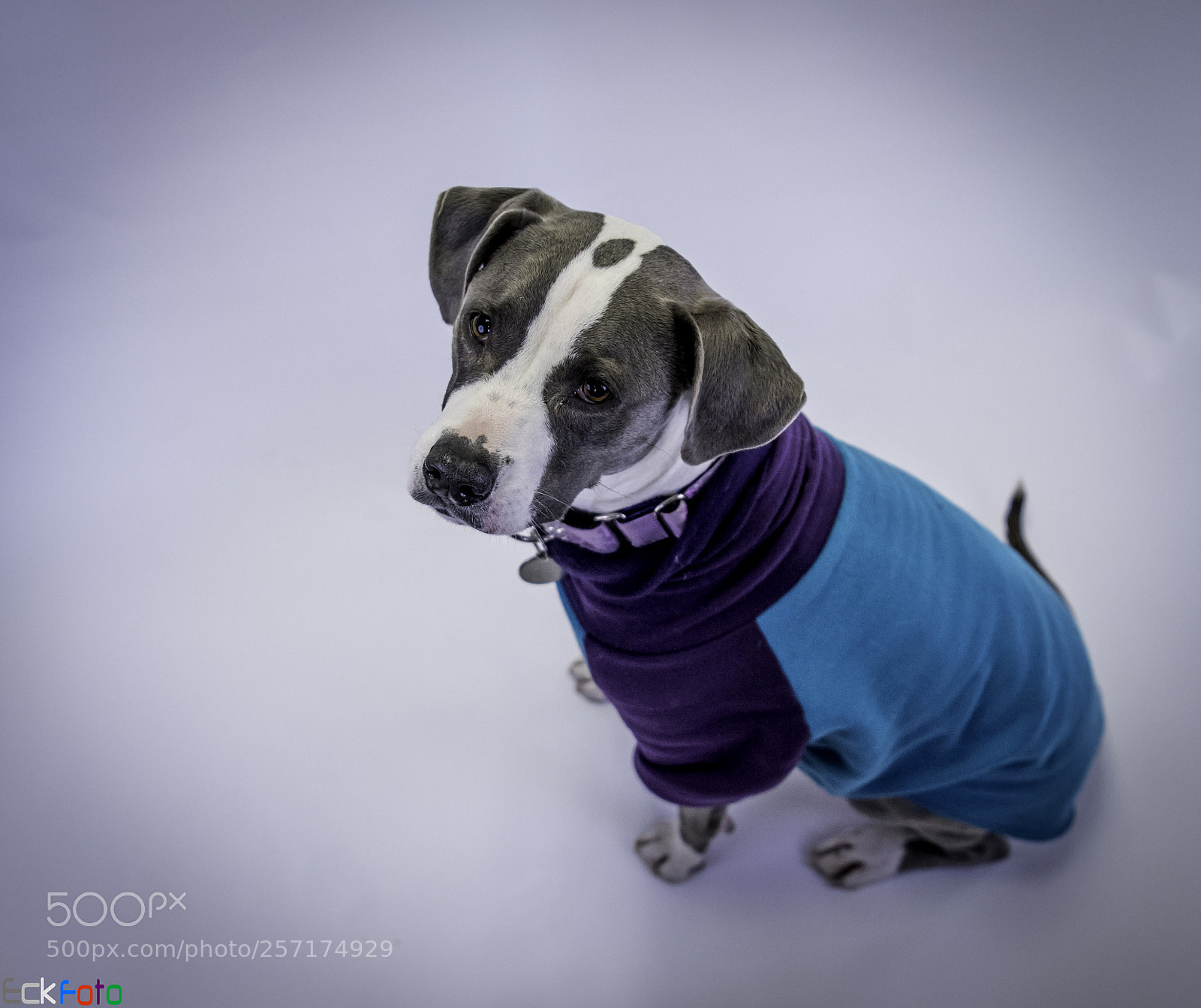 Nikon D810 sample photo. Eckfoto pet photography cassidy photography