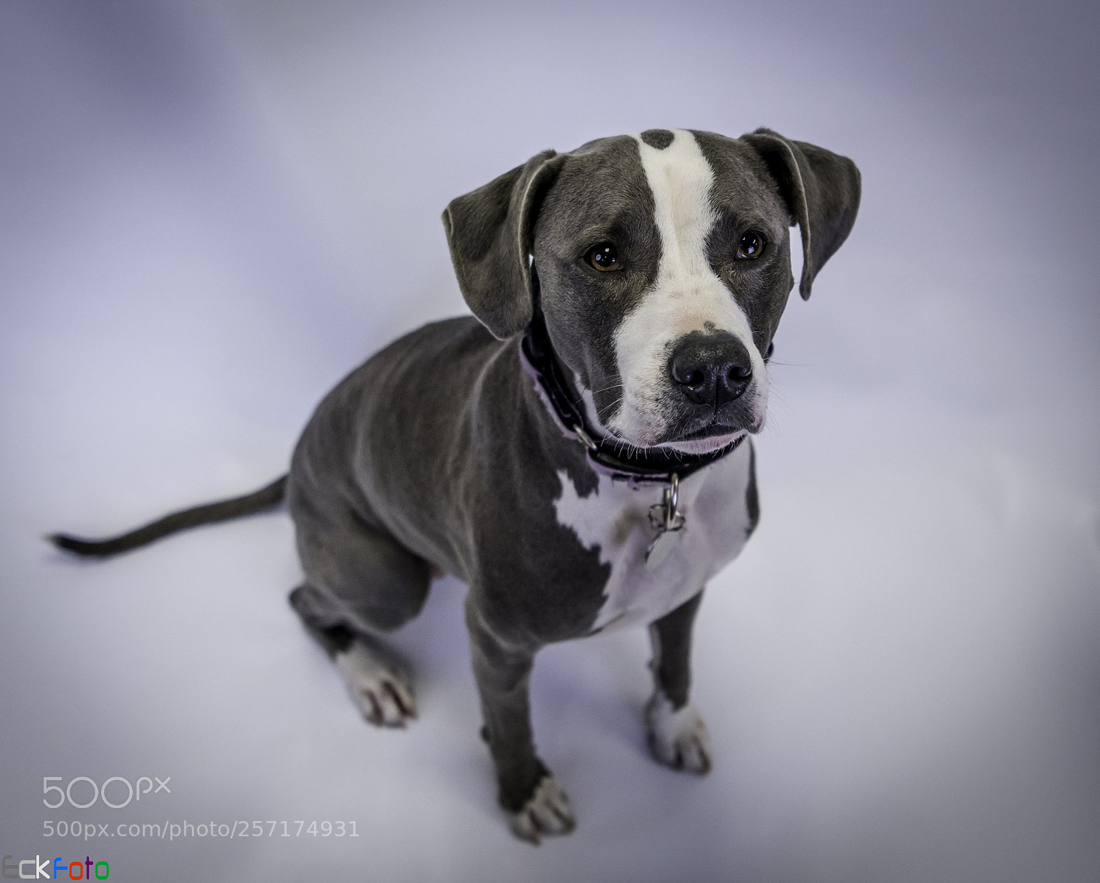 Nikon D810 sample photo. Eckfoto pet photography cassidy photography