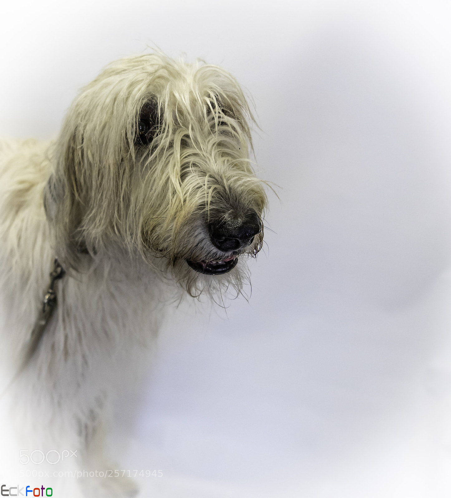 Nikon D810 sample photo. Eckfoto pet photography griffin photography
