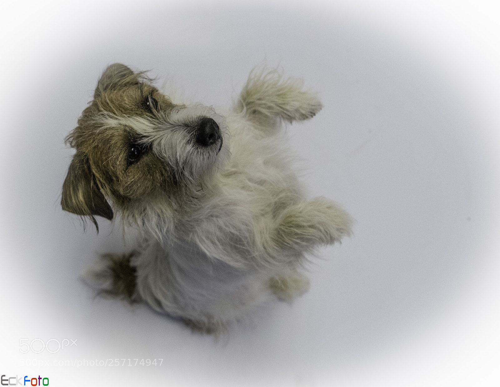 Nikon D810 sample photo. Eckfoto pet photography stewie photography