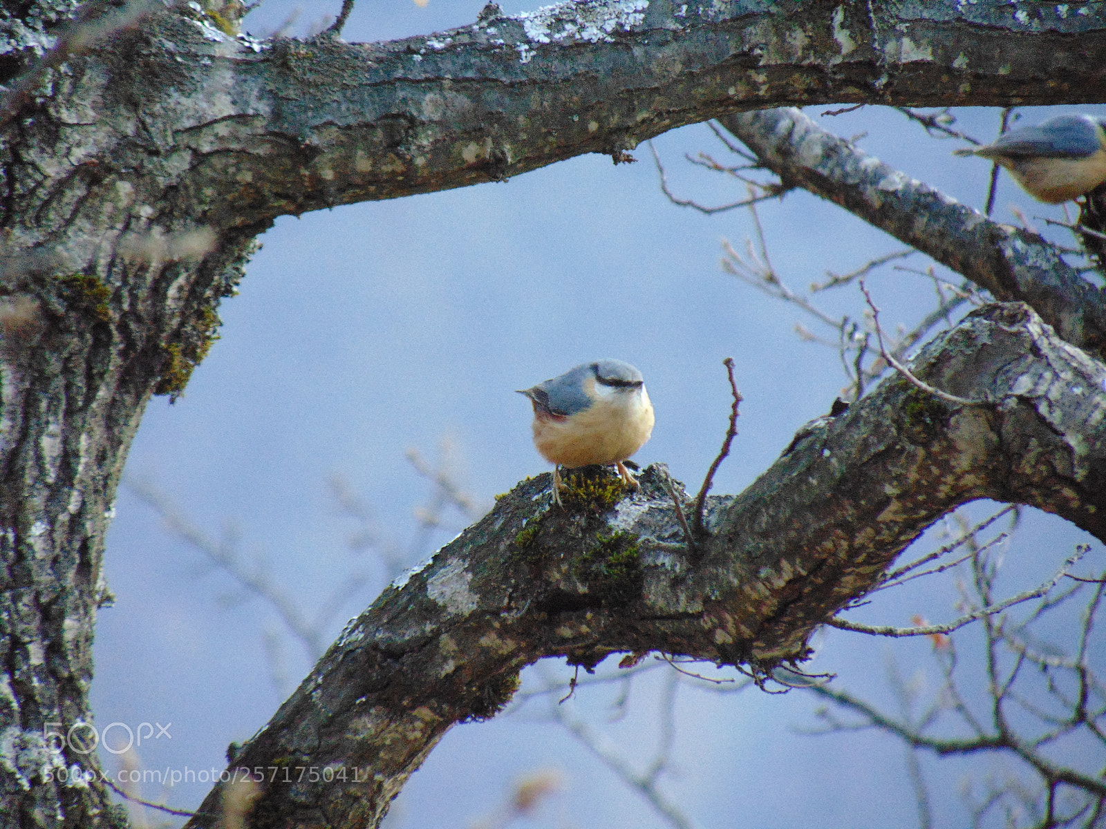 Sony Cyber-shot DSC-H300 sample photo. Bird photography