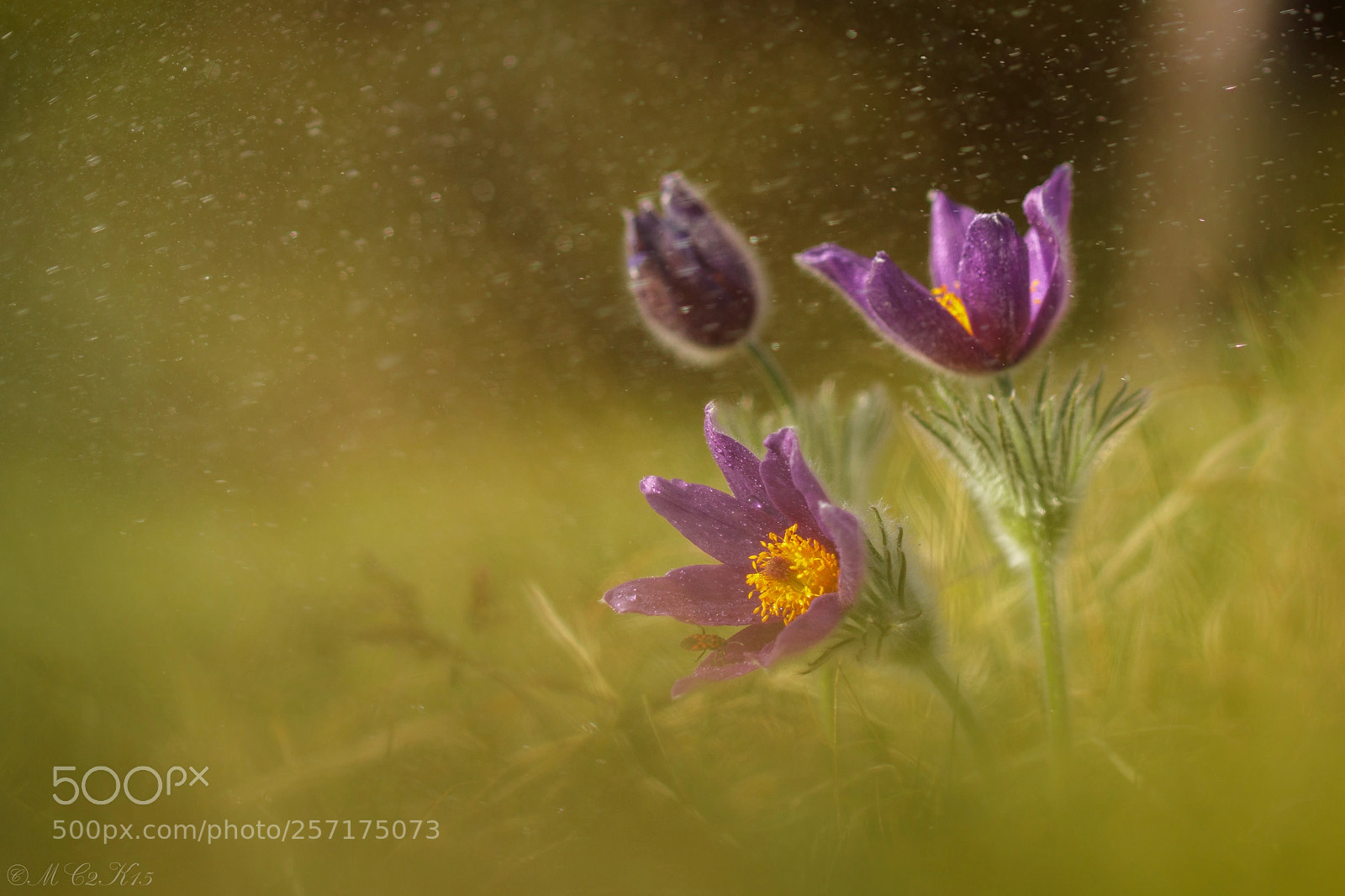 Canon EOS M5 sample photo. Pasque flower, pulsatilla vulgaris photography