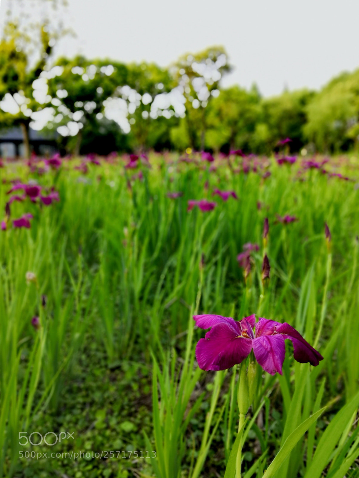 HUAWEI Honor 10 sample photo. Flowers at lakeside，11 photography