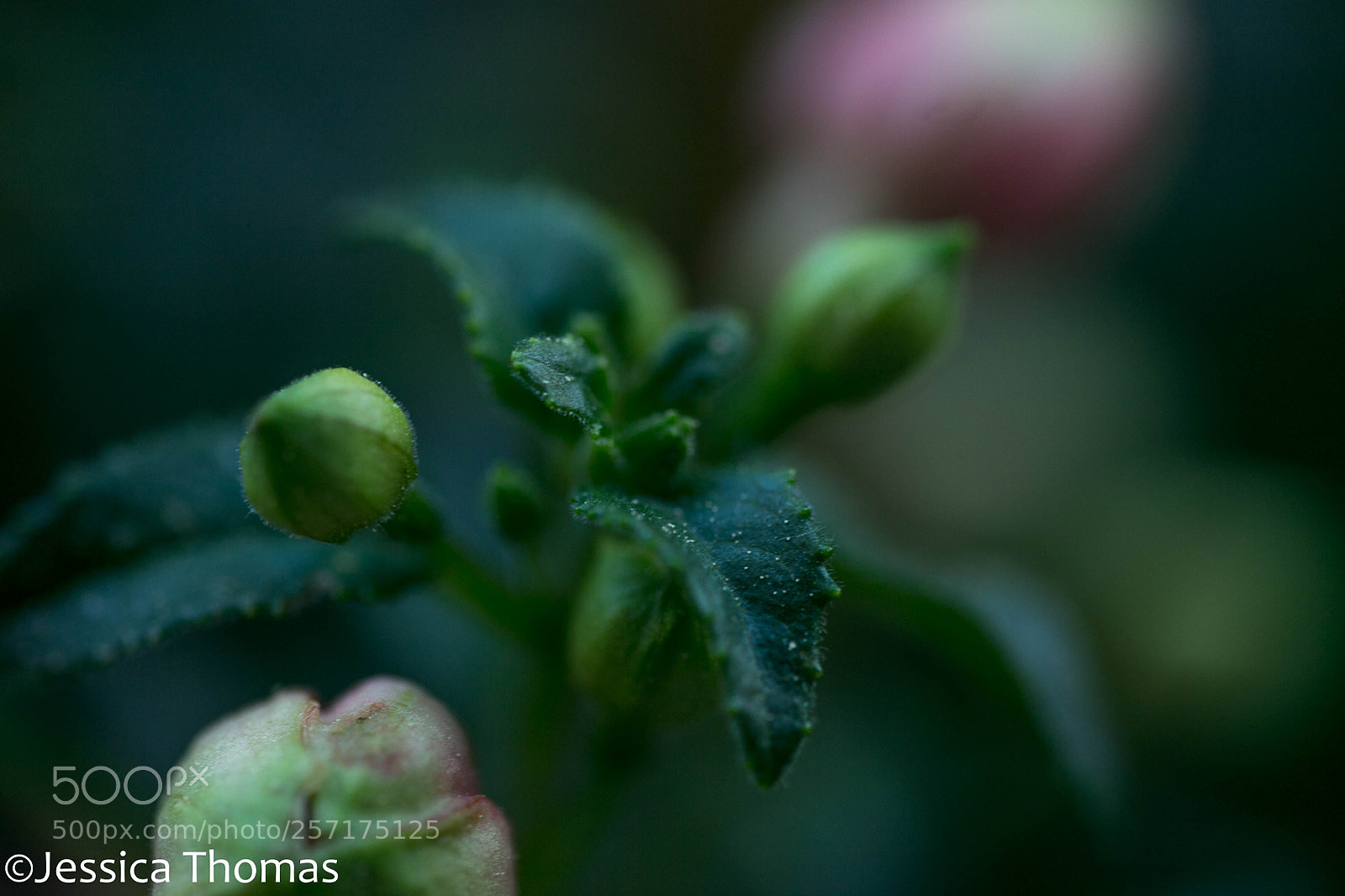 Canon EOS 6D sample photo. Untitled photography