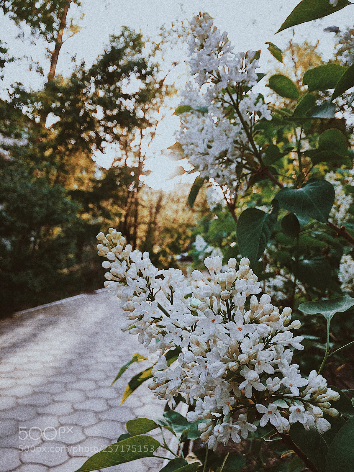 Apple iPhone 5s sample photo. Spring lights  photography