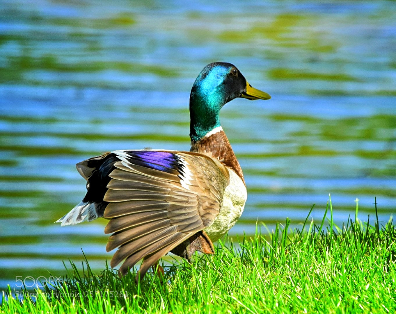 Nikon D5300 sample photo. Flügel richten! photography
