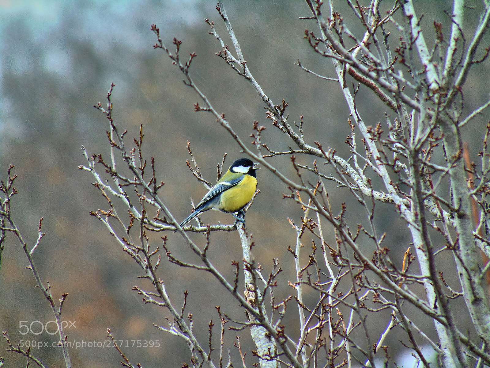 Sony Cyber-shot DSC-H300 sample photo. Bird photography