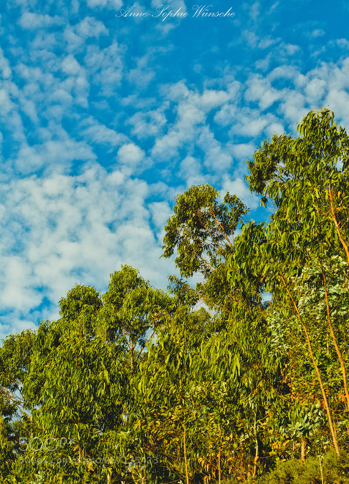 Canon EOS 700D (EOS Rebel T5i / EOS Kiss X7i) sample photo. Eucalipto baixo nubes galegos photography