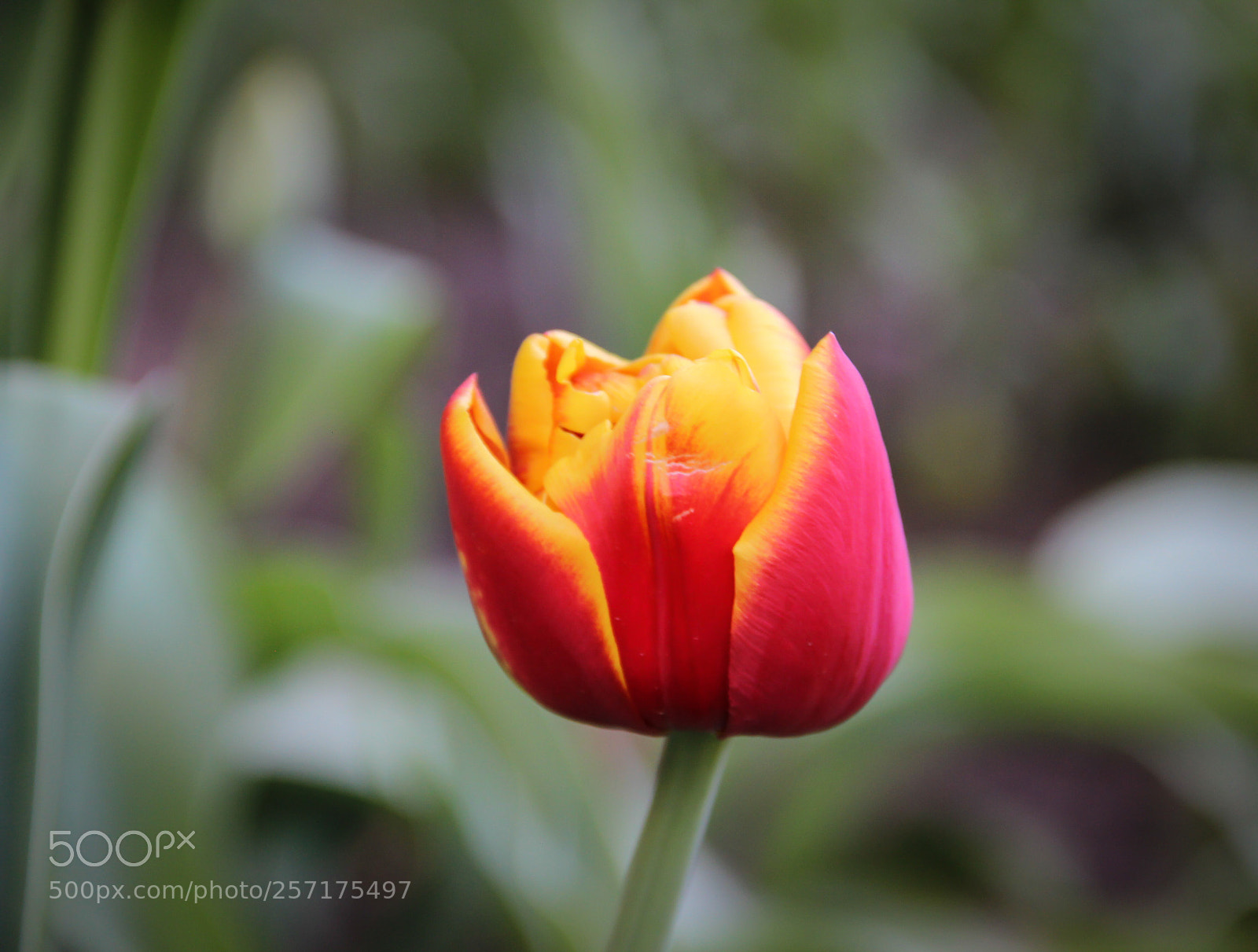 Canon EOS 600D (Rebel EOS T3i / EOS Kiss X5) sample photo. Orange tulip photography