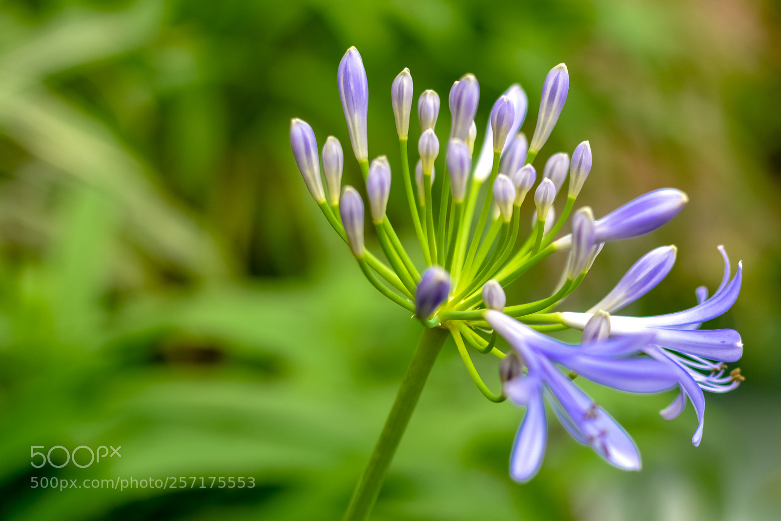 Nikon D7100 sample photo. Blue photography