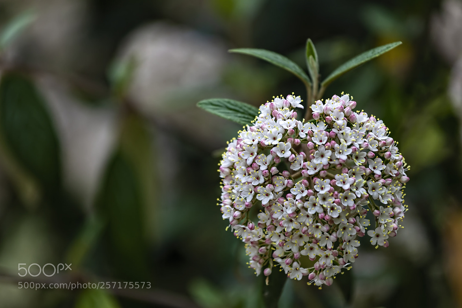 Canon EOS 5D Mark II sample photo. Spring flowers photography