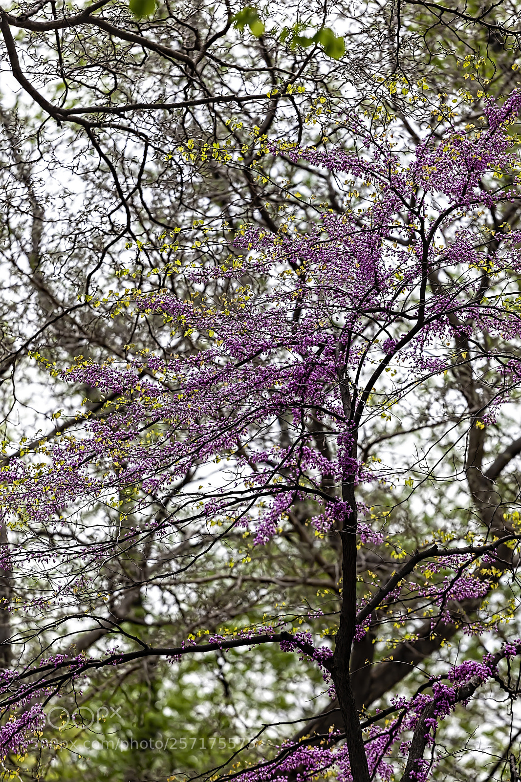 Canon EOS 5D Mark II sample photo. Spring trees photography