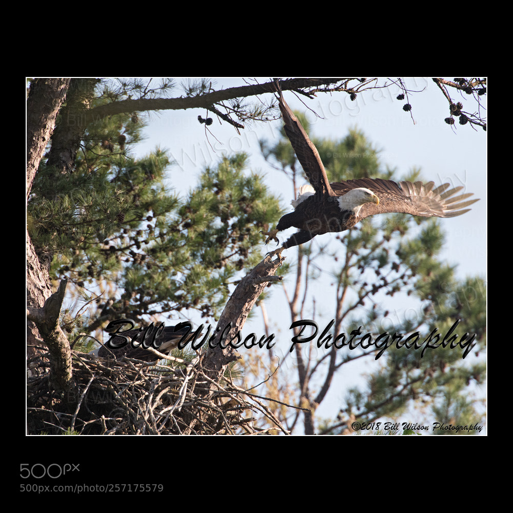 Nikon D500 sample photo. Lift off photography