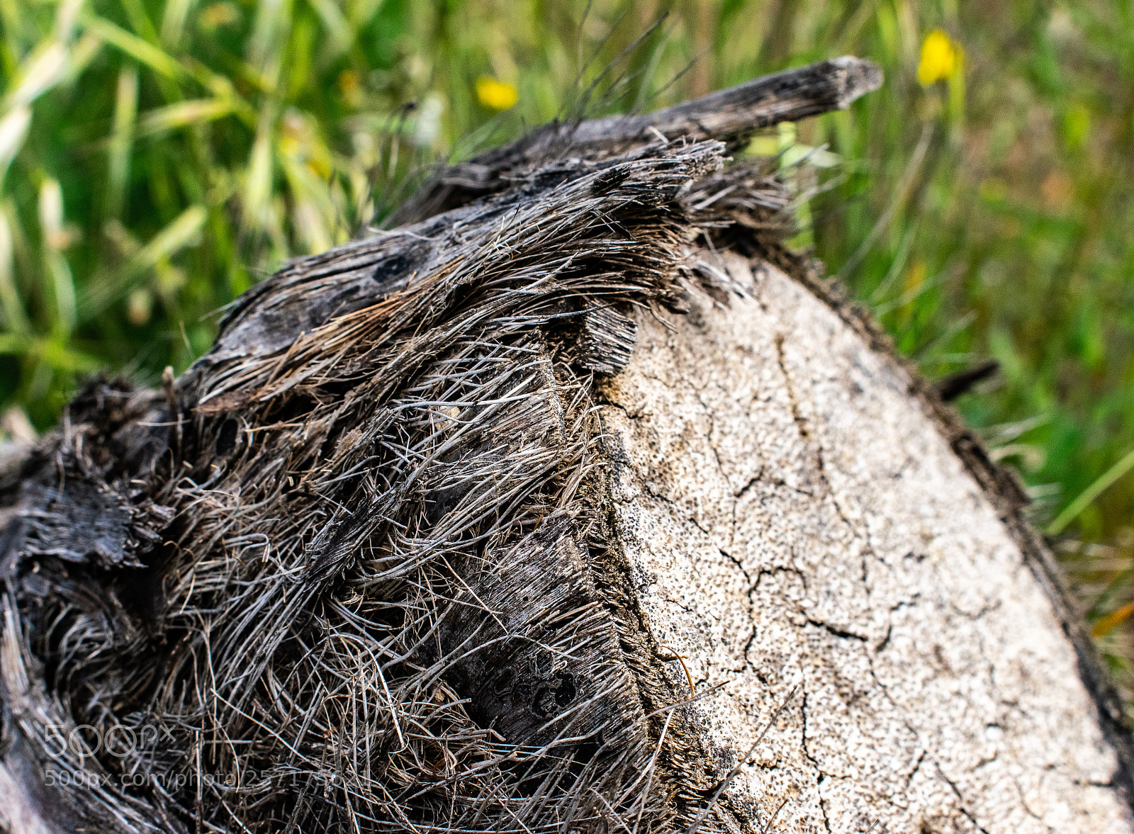 Nikon D3300 sample photo. Tree trunk photography