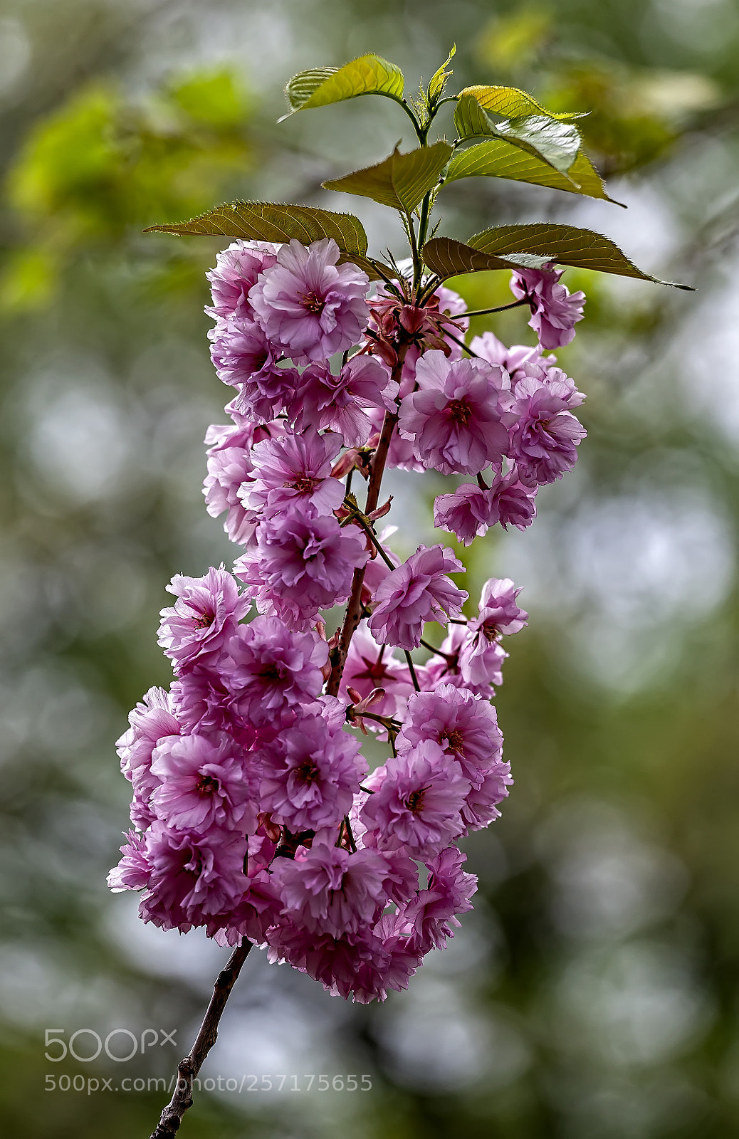 Canon EOS 5D Mark II sample photo. Cherry blossoms photography