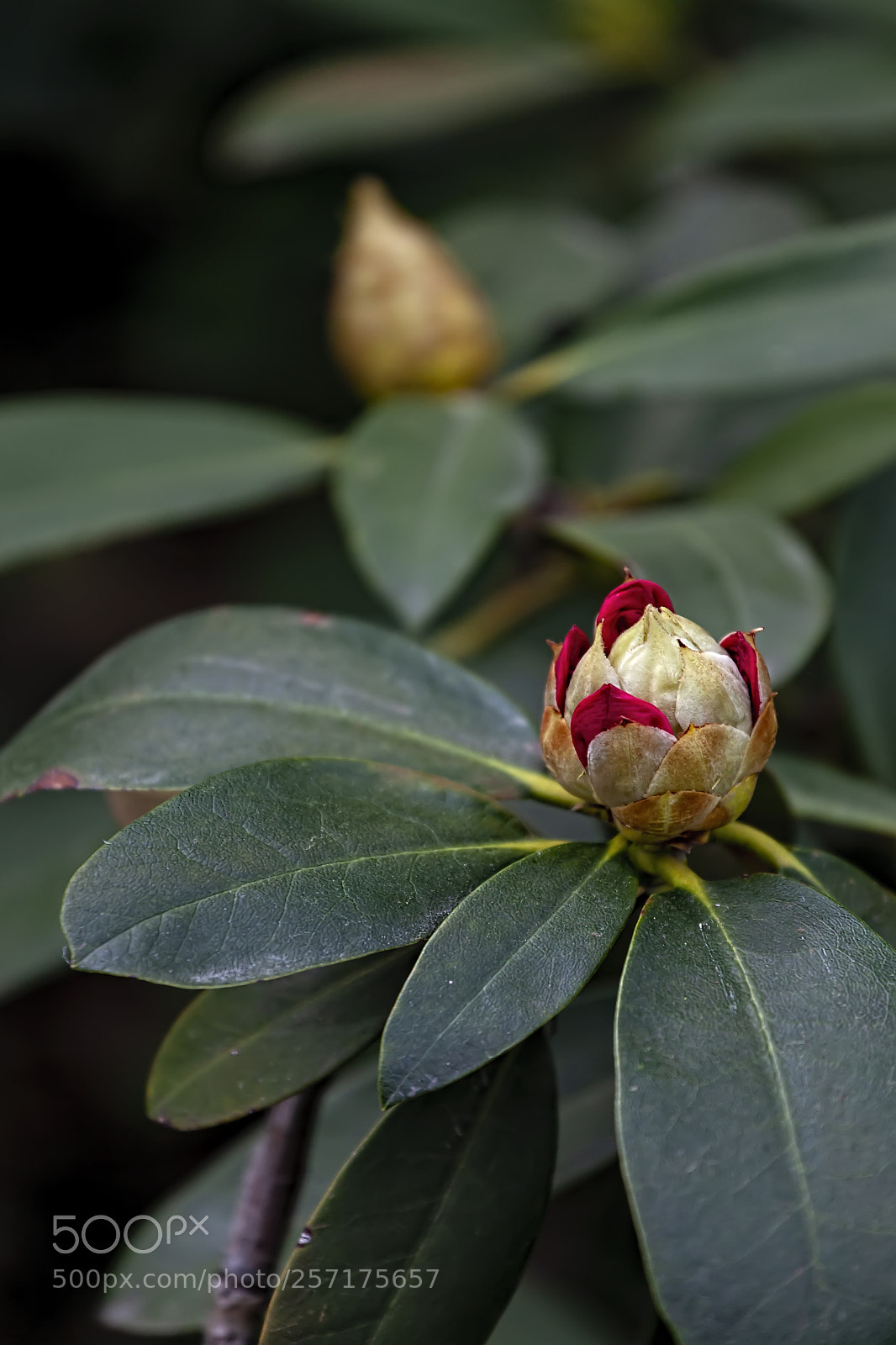 Canon EOS 5D Mark II sample photo. Spring blossom photography