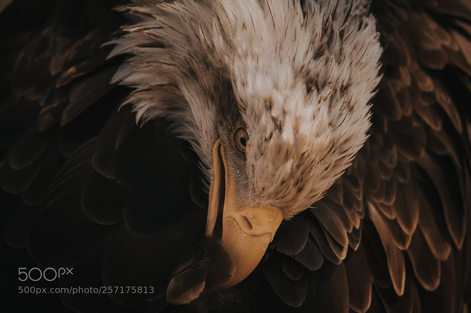 Canon EOS 6D Mark II sample photo. Feathers. photography