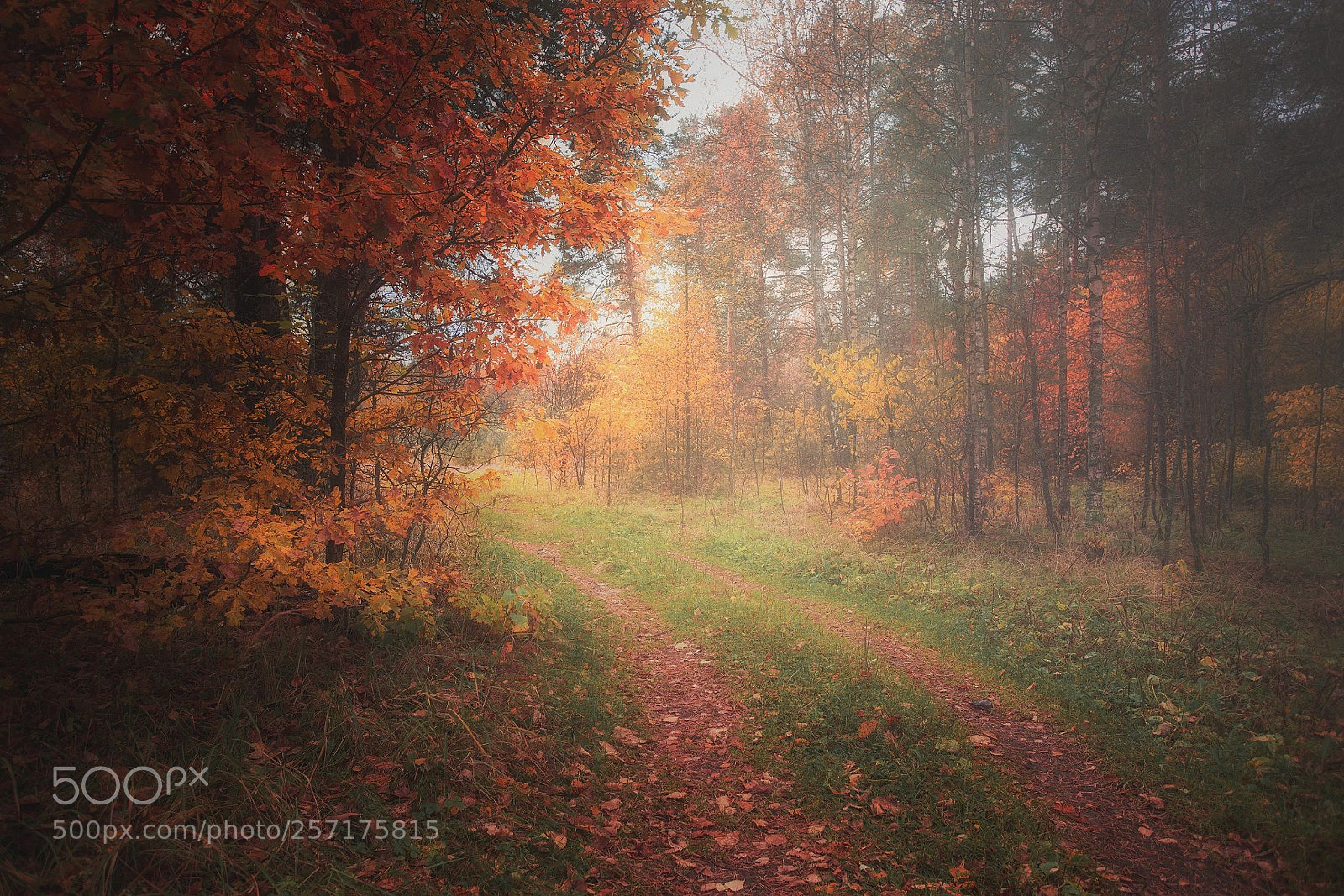 Canon EOS 6D sample photo. Autumn forest photography