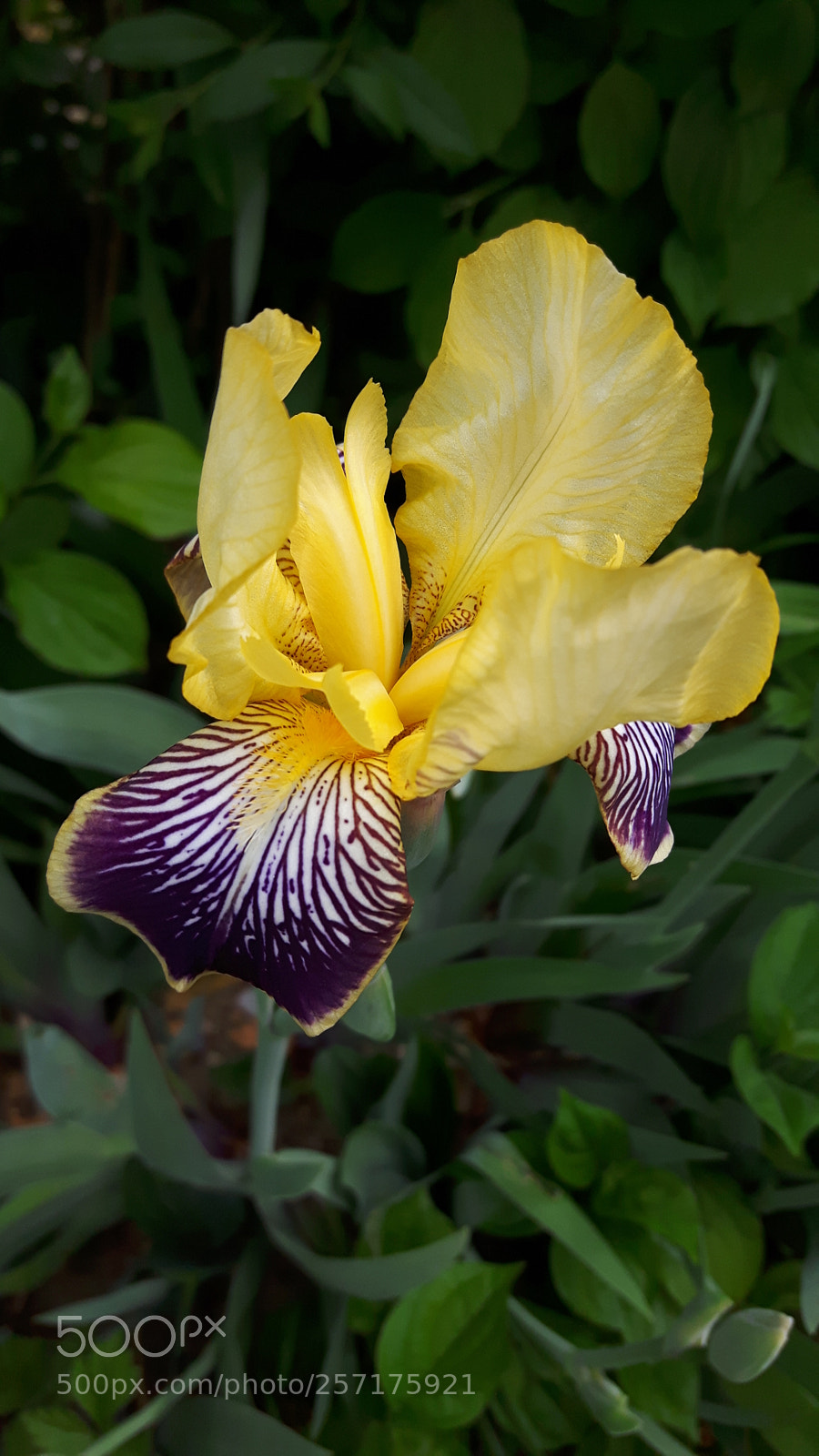 Samsung Galaxy S5 Neo sample photo. Untitled photography