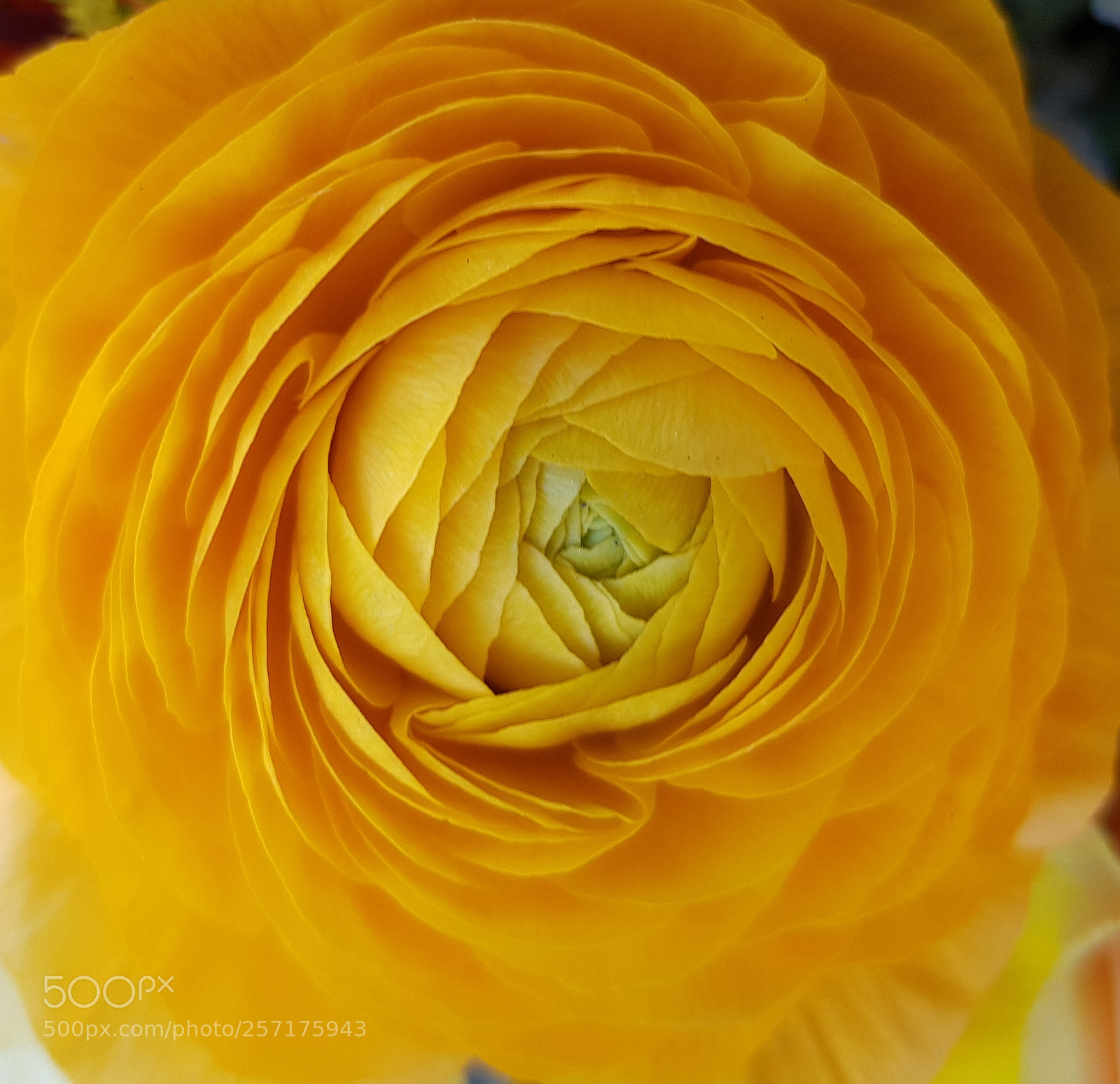 Samsung Galaxy S8 sample photo. Twirl. photography