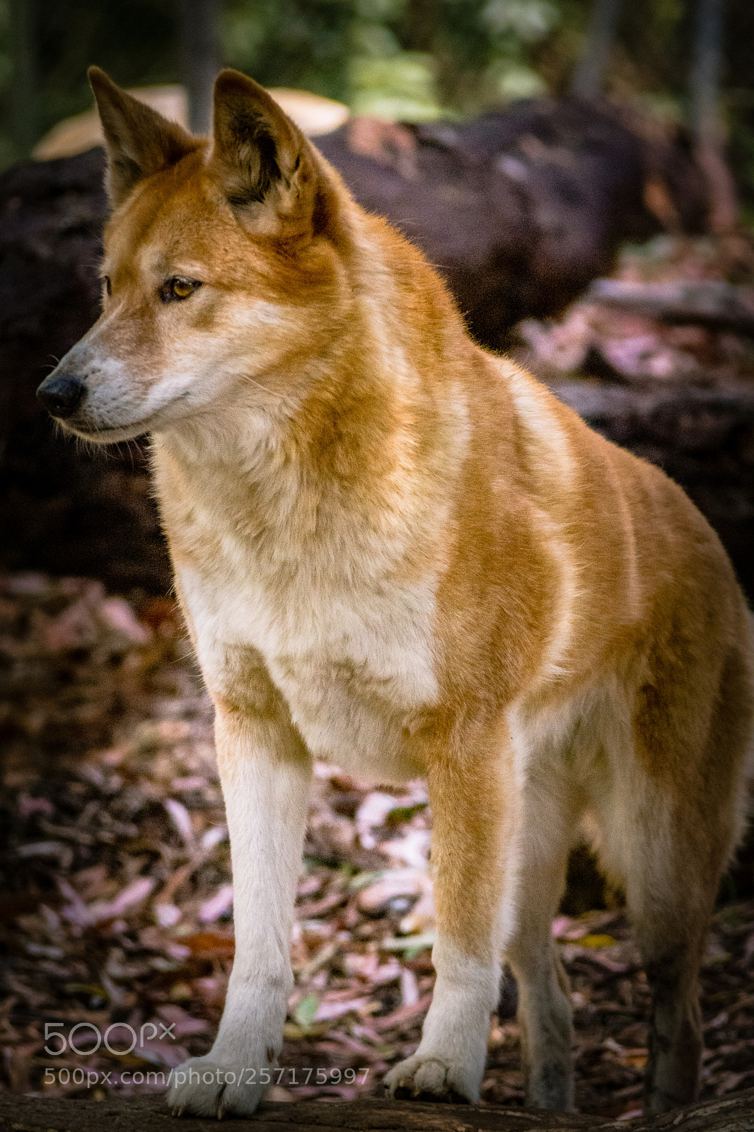 Nikon D7200 sample photo. Majestic ii photography