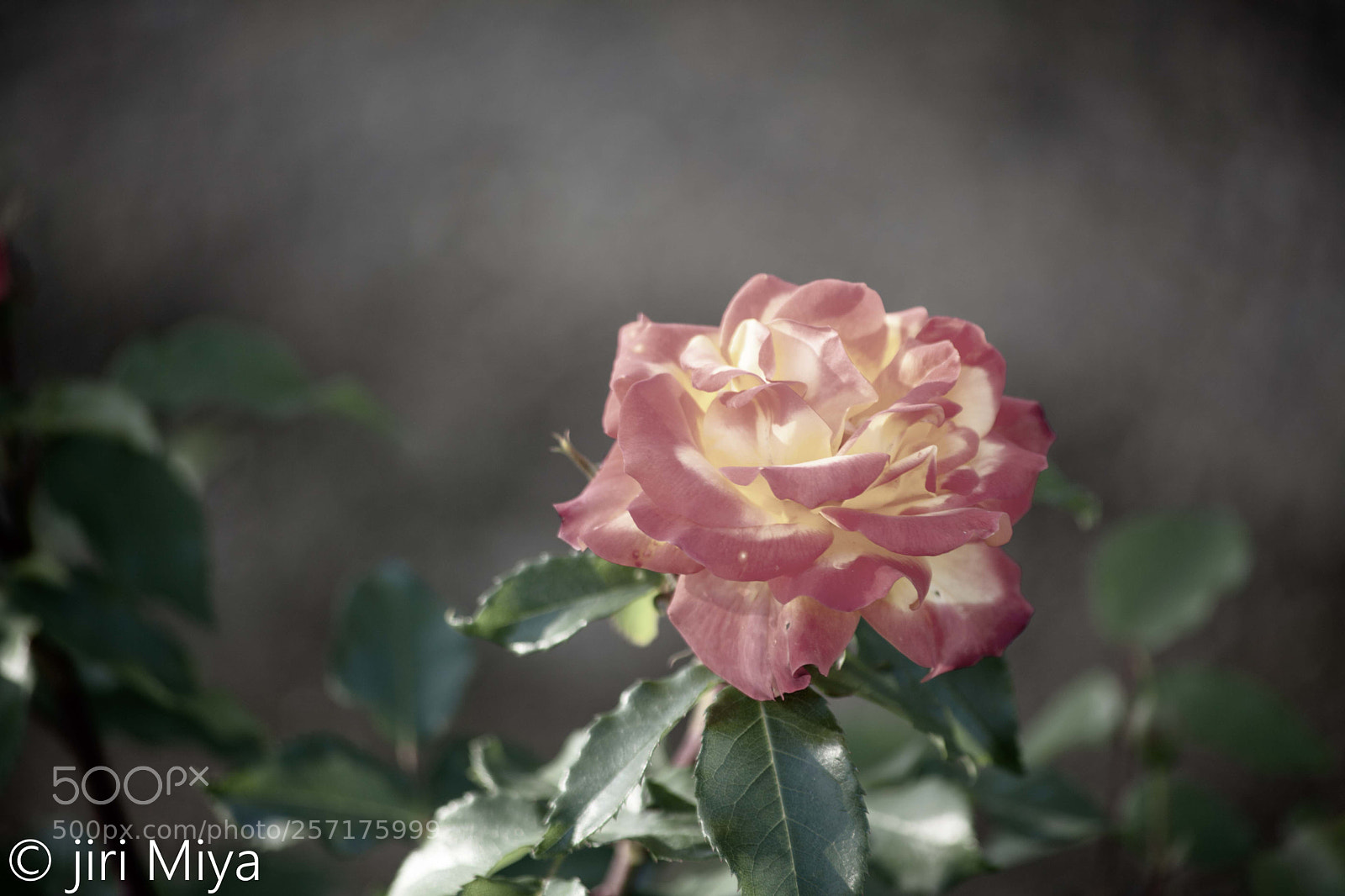 Canon EOS 5D Mark II sample photo. Low saturation photography