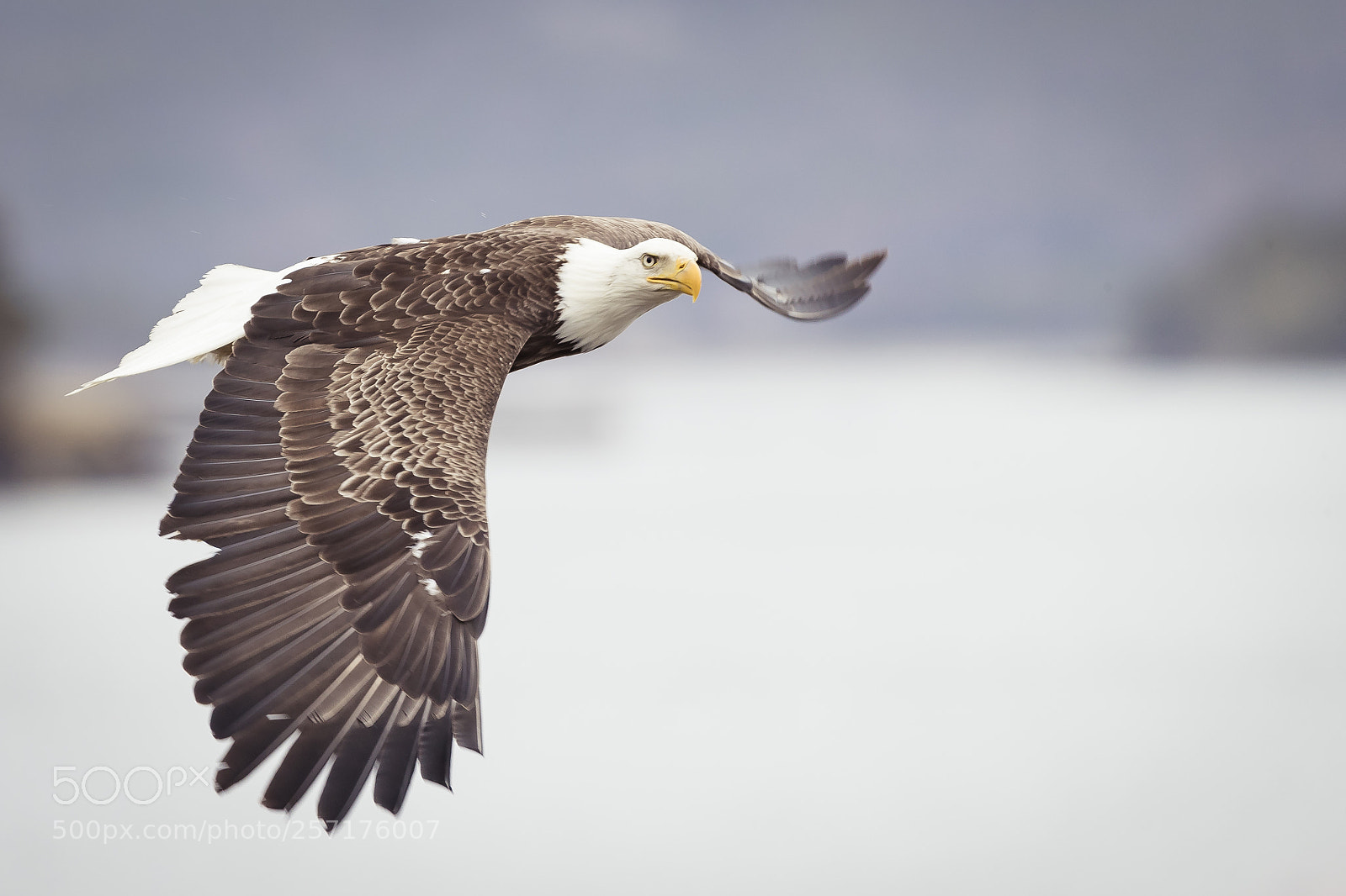 Canon EOS-1D X Mark II sample photo. In flight photography