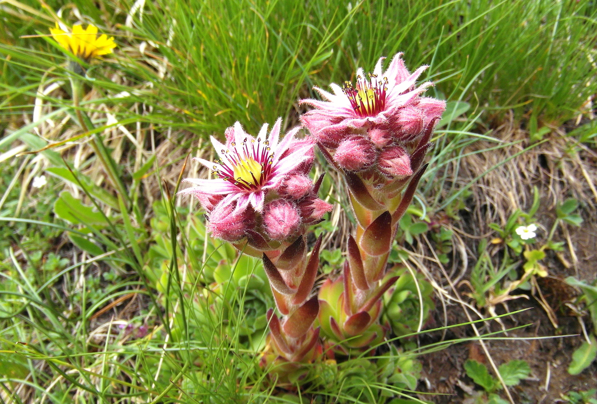 Samsung WB750 sample photo. Mountain flowers photography